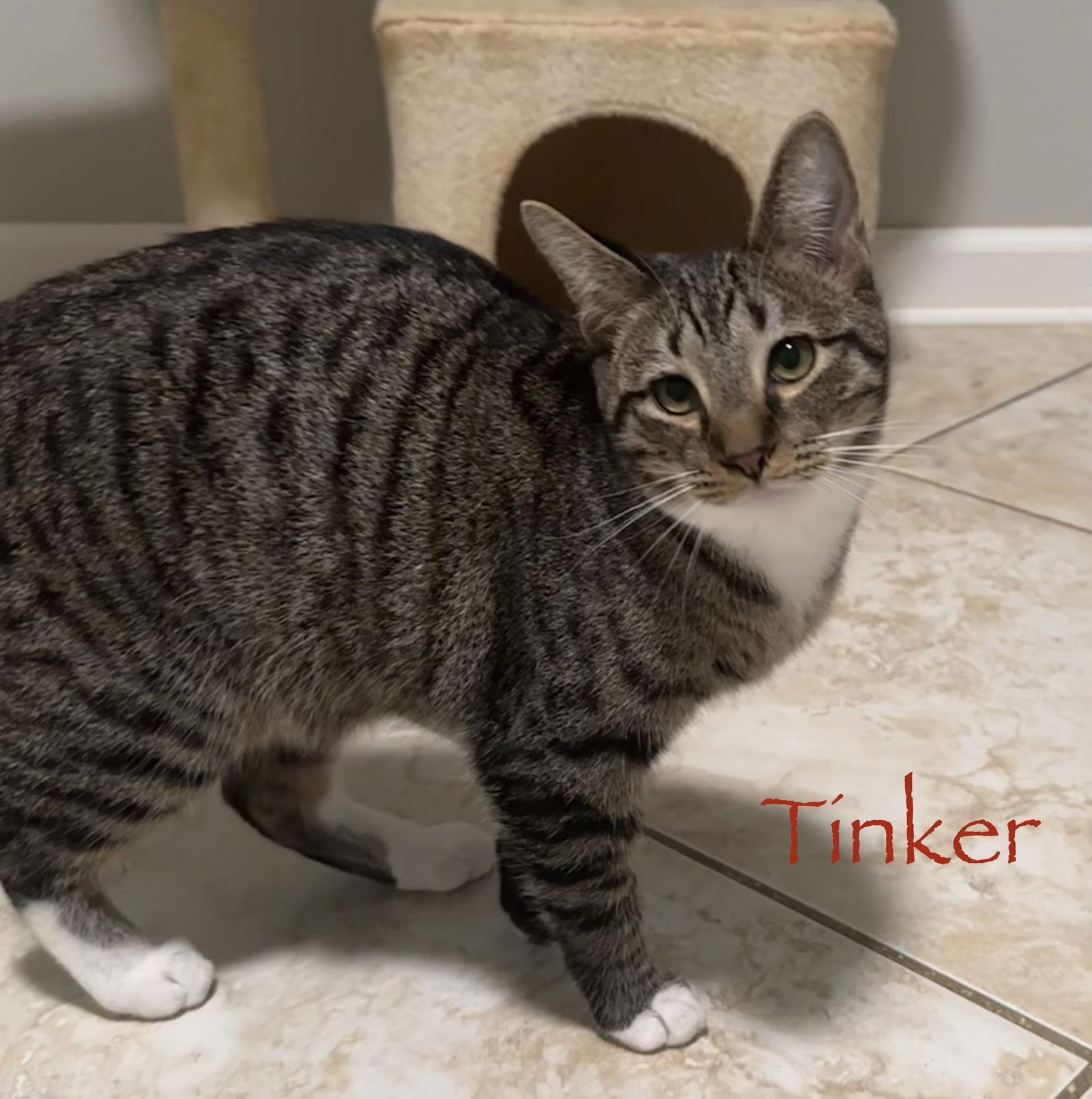 Enlarge Tinker, a Adoptable Domestic Short Hair in Longwood, FL image 1/3