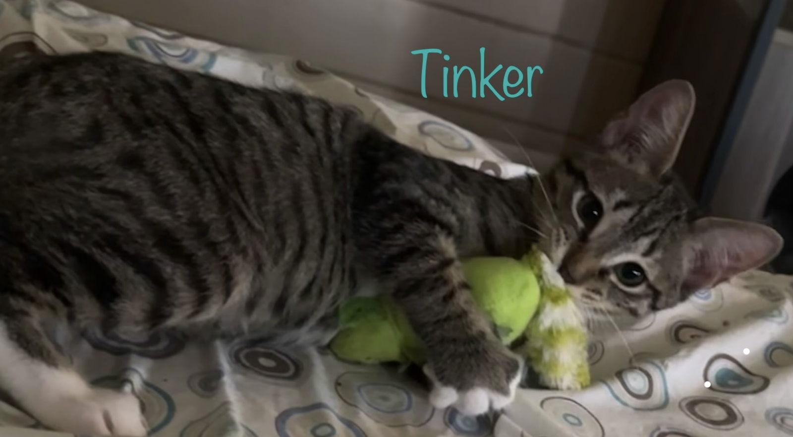 Tinker, a Adoptable Domestic Short Hair in Longwood, FL image 1/3