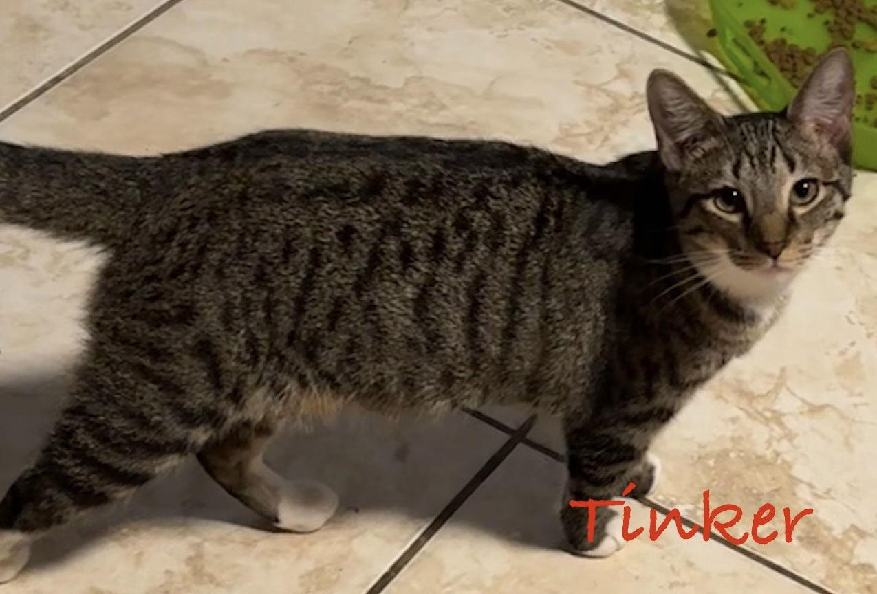 Tinker, a Adoptable Domestic Short Hair in Longwood, FL image 3/3