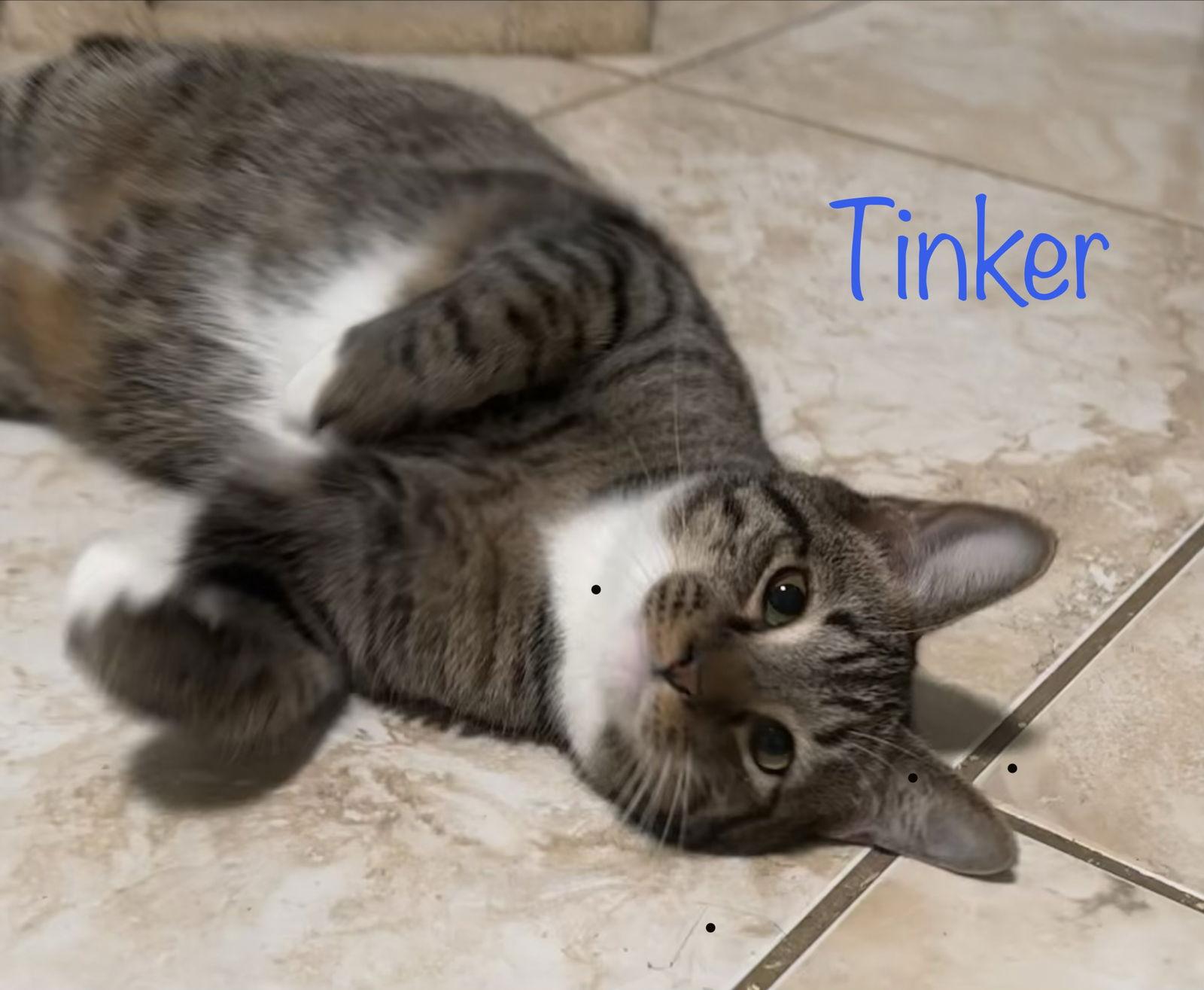 Tinker, Adoptable, Young Male Domestic Short Hair.