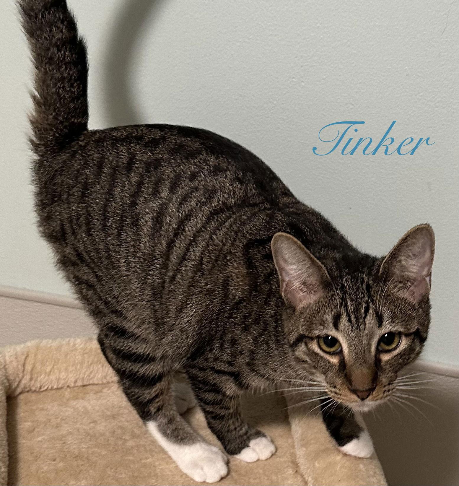 Enlarge Tinker, a Adoptable Domestic Short Hair in Longwood, FL image 3/3