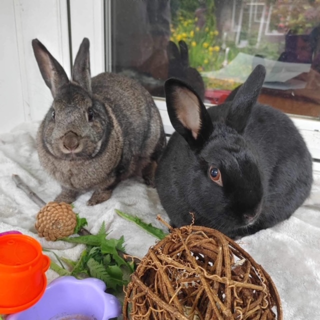 Enlarge Wednesday & Bugaboo (South Surrey), a Adoptable Bunny Rabbit in Vancouver, BC image 1/2