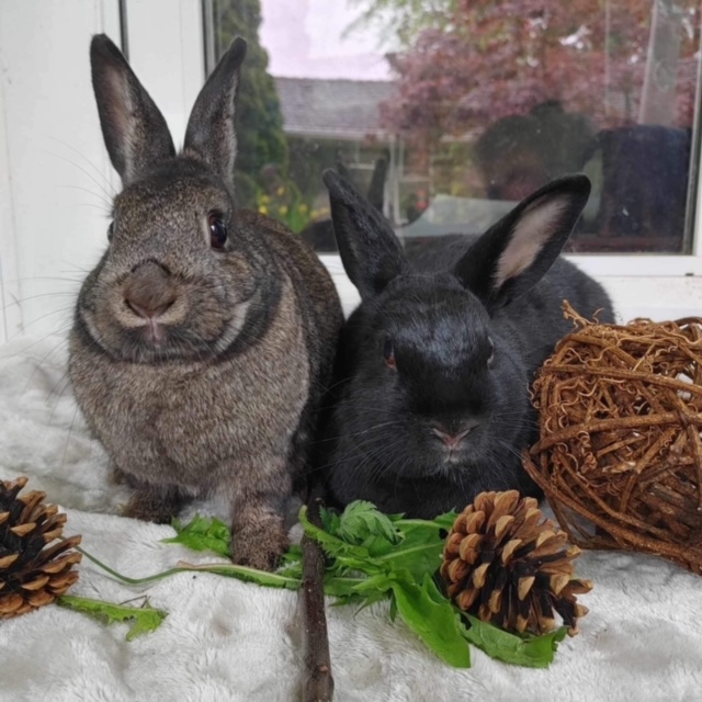 Enlarge Wednesday & Bugaboo (South Surrey), a Adoptable Bunny Rabbit in Vancouver, BC image 2/2