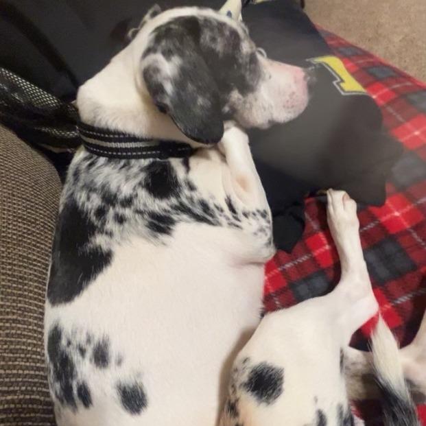 Hank, ADOPTABLE, Adult Male Terrier & Mixed Breed.