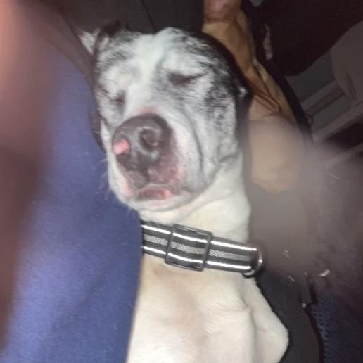 Enlarge Hank, a ADOPTABLE mixed breed in Monticello, IA image 2/5