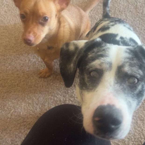 Enlarge Hank, a ADOPTABLE mixed breed in Monticello, IA image 3/5