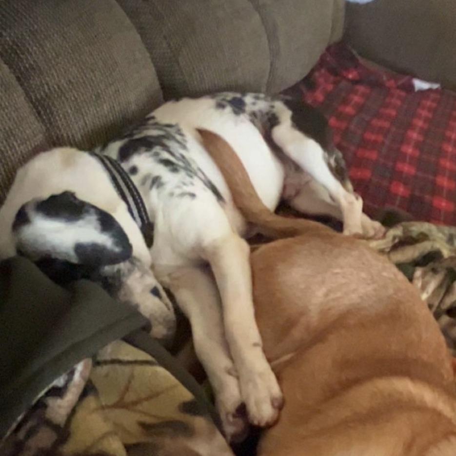 Enlarge Hank, a ADOPTABLE mixed breed in Monticello, IA image 4/5