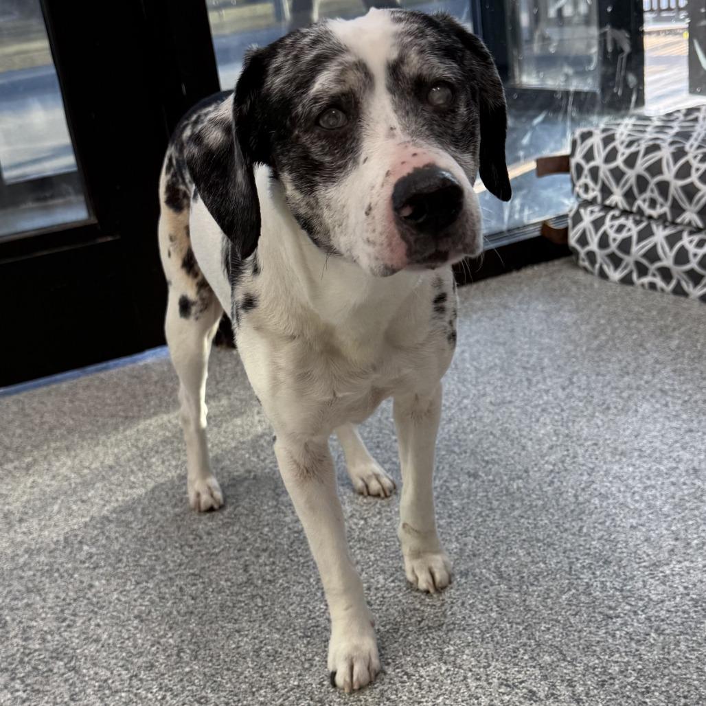 Enlarge Hank, a ADOPTABLE mixed breed in Monticello, IA image 5/5