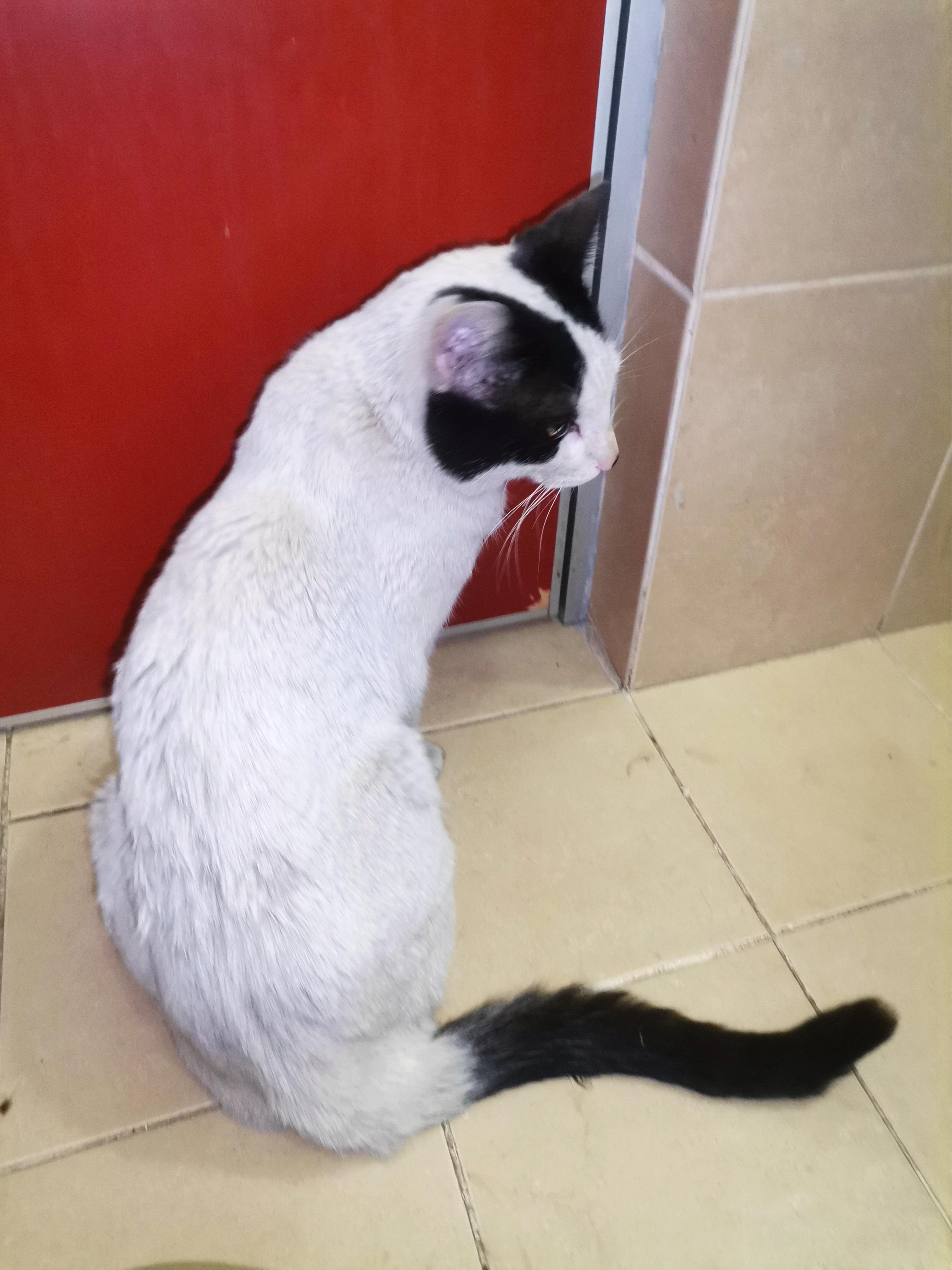 Michiberto, an adoptable Domestic Short Hair in Mexicali, BCN, 21280 | Photo Image 5