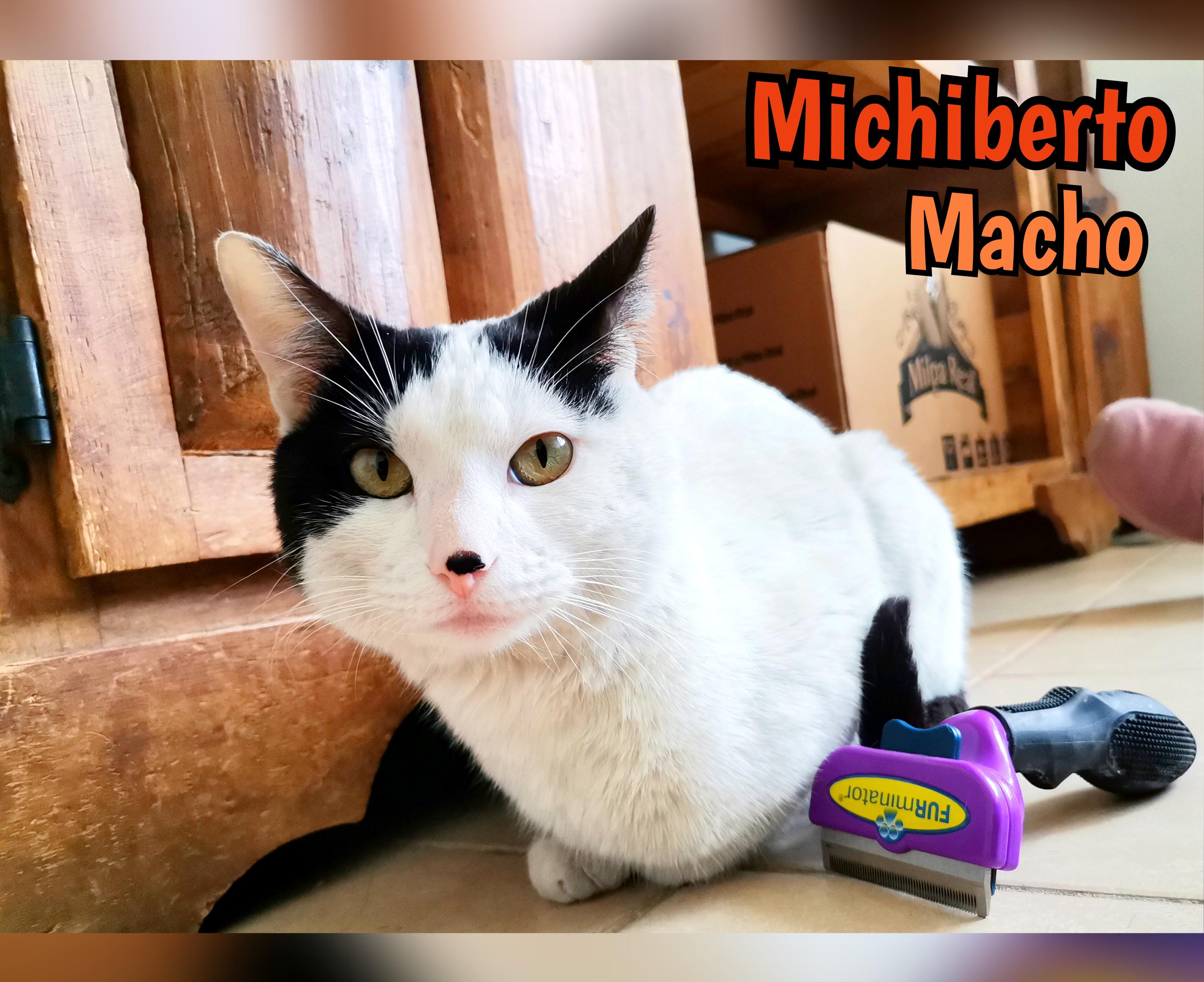 Michiberto, an adoptable Domestic Short Hair in Mexicali, BCN, 21280 | Photo Image 3