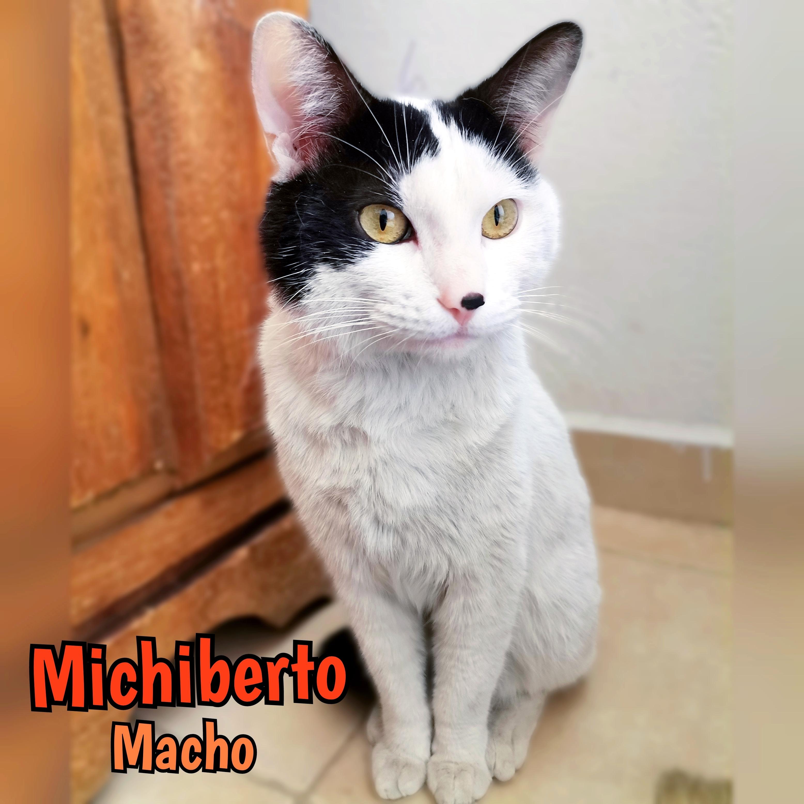 Michiberto, an adoptable Domestic Short Hair in Mexicali, BCN, 21280 | Photo Image 2