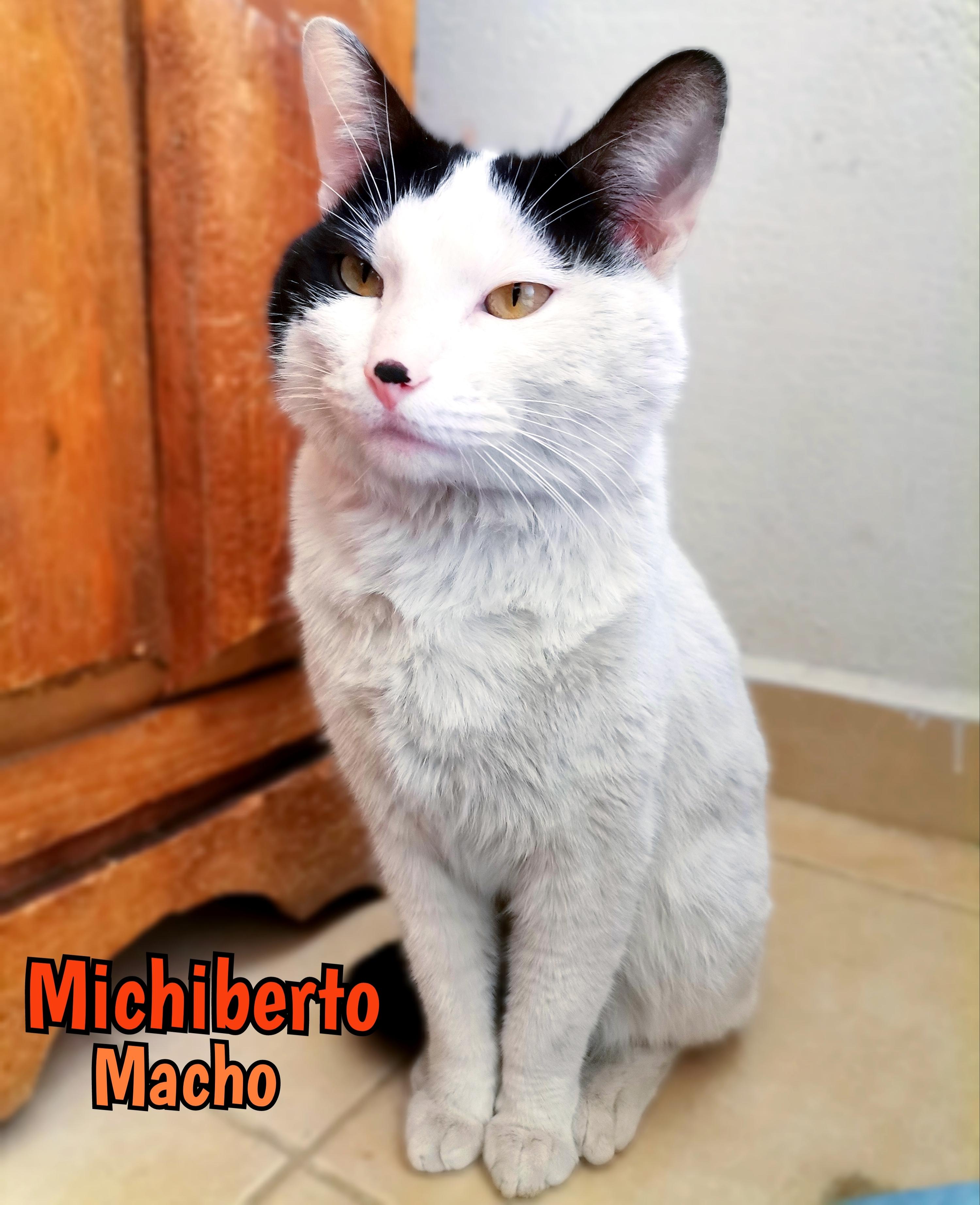 Michiberto, an adoptable Domestic Short Hair in Mexicali, BCN, 21280 | Photo Image 4