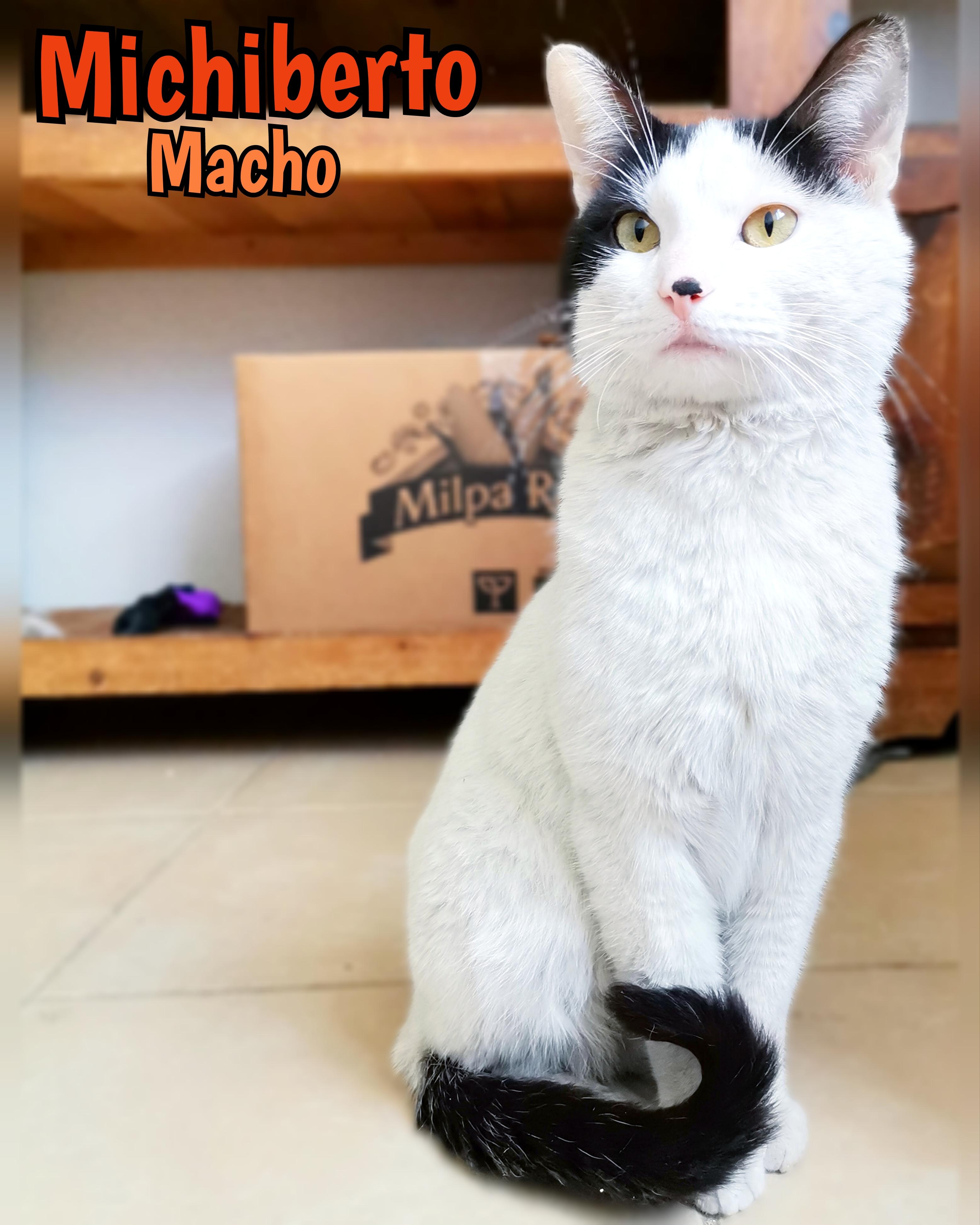 Michiberto, an adoptable Domestic Short Hair in Mexicali, BCN, 21280 | Photo Image 1