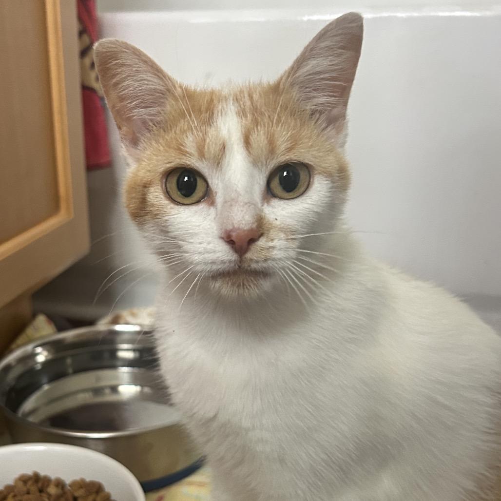 Enlarge Allie, a Adoptable Domestic Short Hair in Valdosta , GA image 1/1