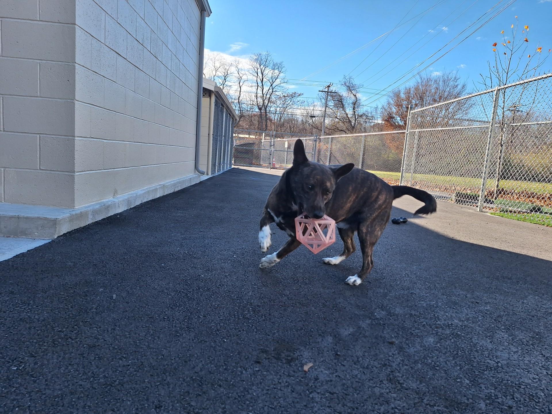 Ace, a Adoptable Mixed Breed in East Providence, RI image 1/3