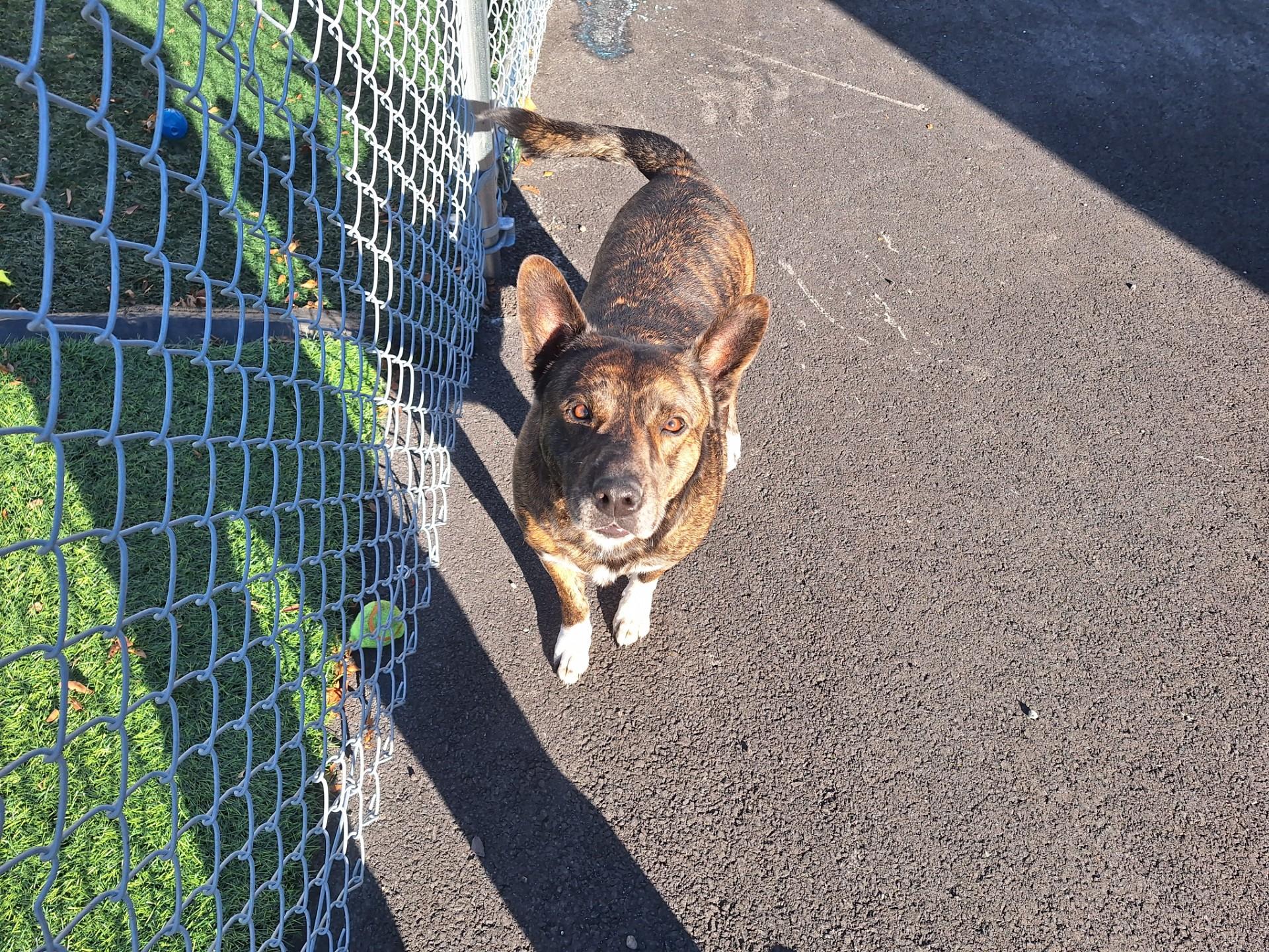 Ace, adopted, Adult Male Mixed Breed.