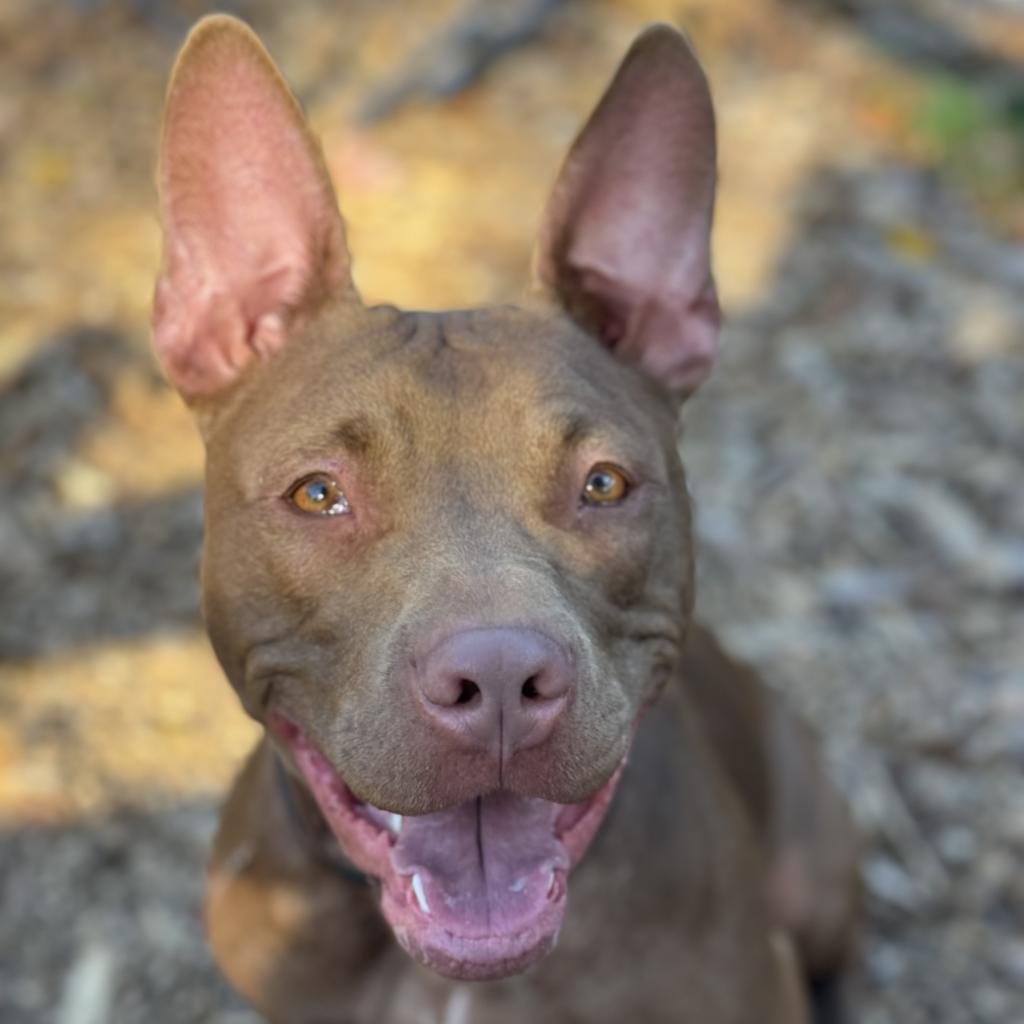 Honey, Adult Female American Staffordshire Terrier