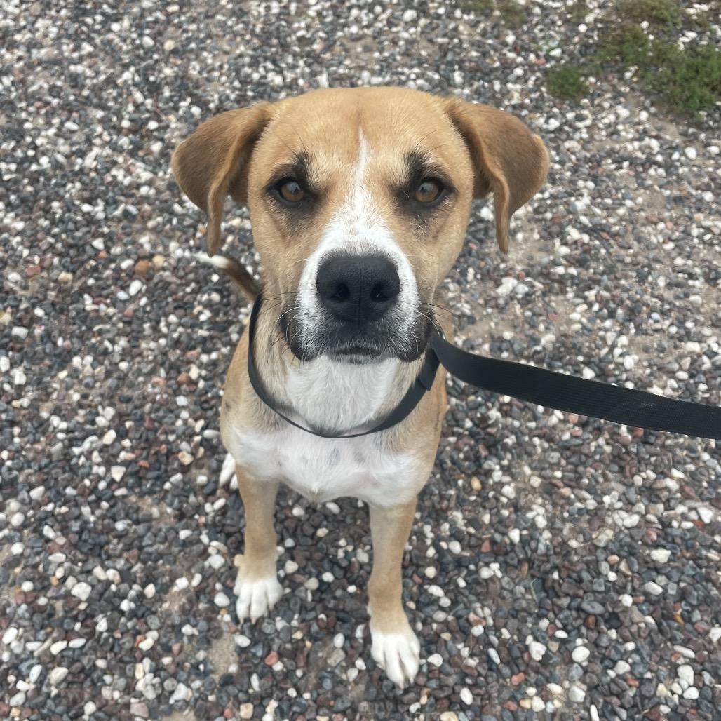Carly, Adoptable, Adult Female Shepherd & Mixed Breed.