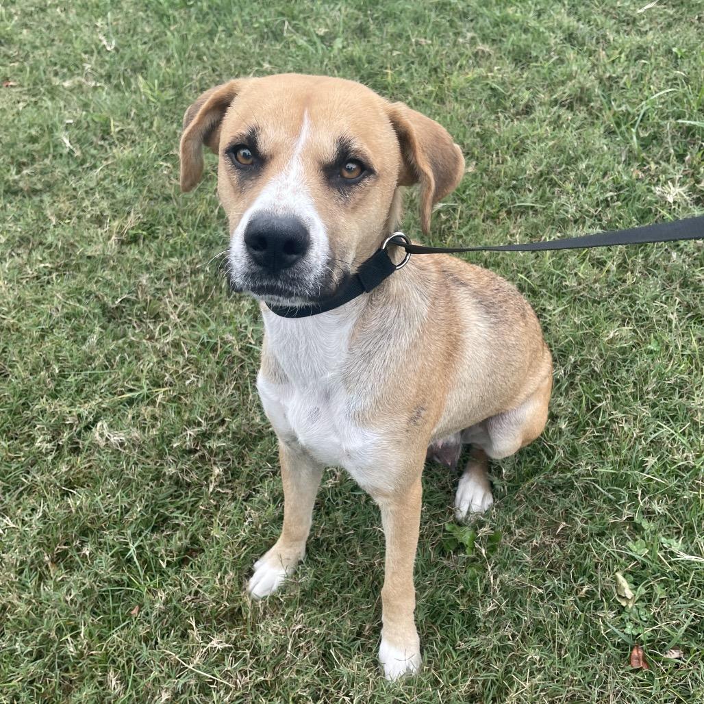 Carly, Adoptable, Adult Female Shepherd & Mixed Breed.