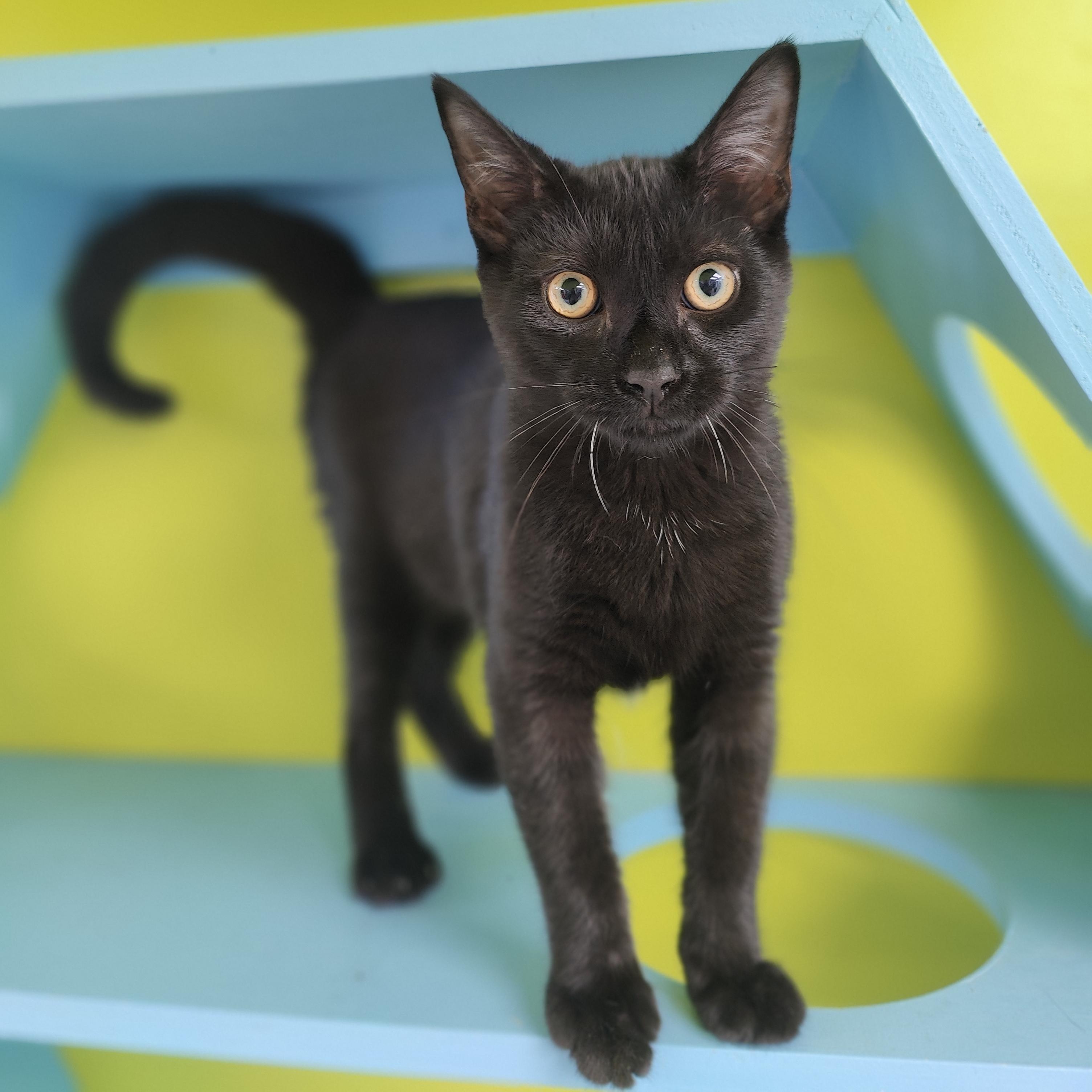 Enlarge Limeade, an adopted Domestic Short Hair in Jersey city, NJ image 2/2