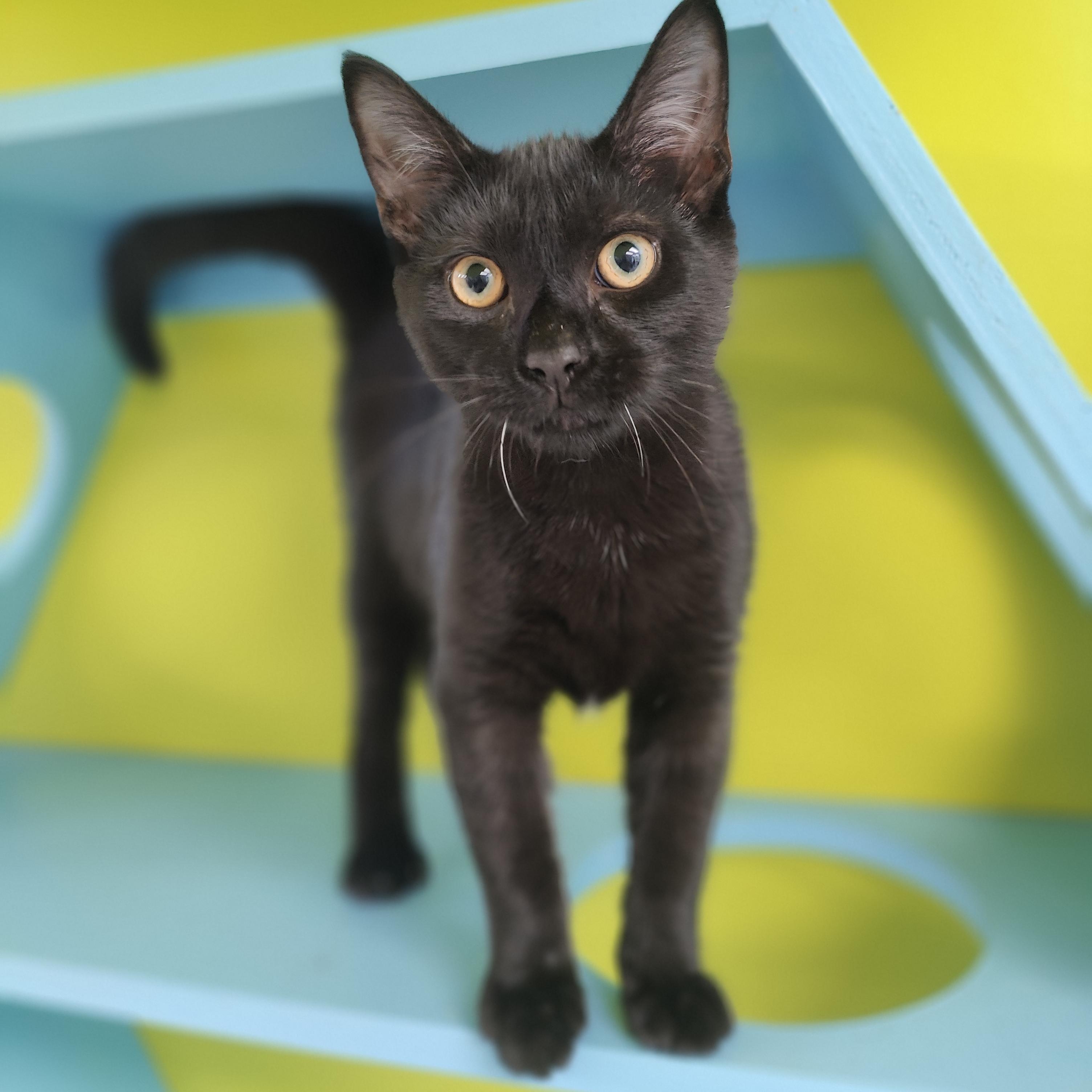 Limeade, adopted, Young Male Domestic Short Hair.