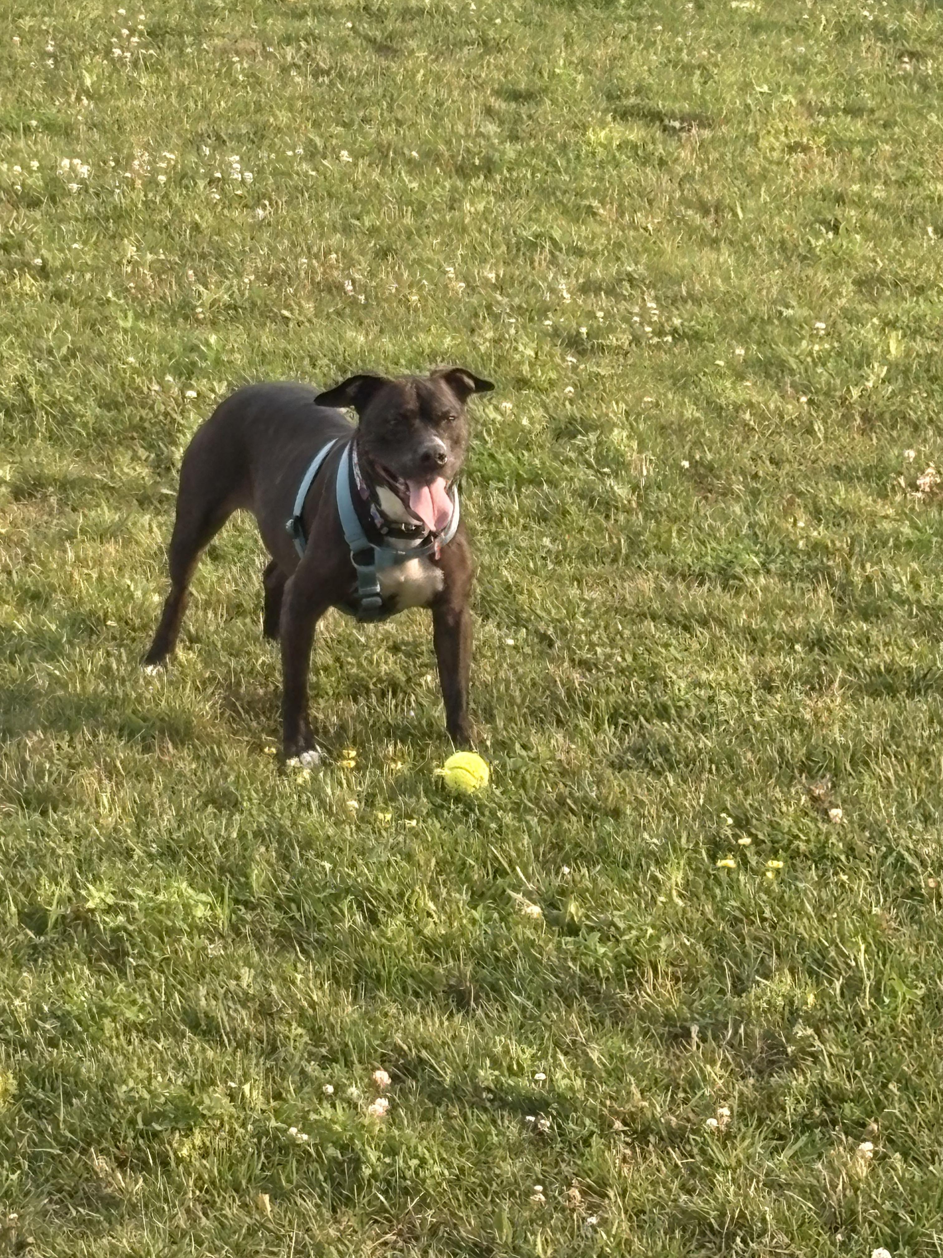 Enlarge Autumn, a Adoptable mixed breed in Seville, OH image 5/6