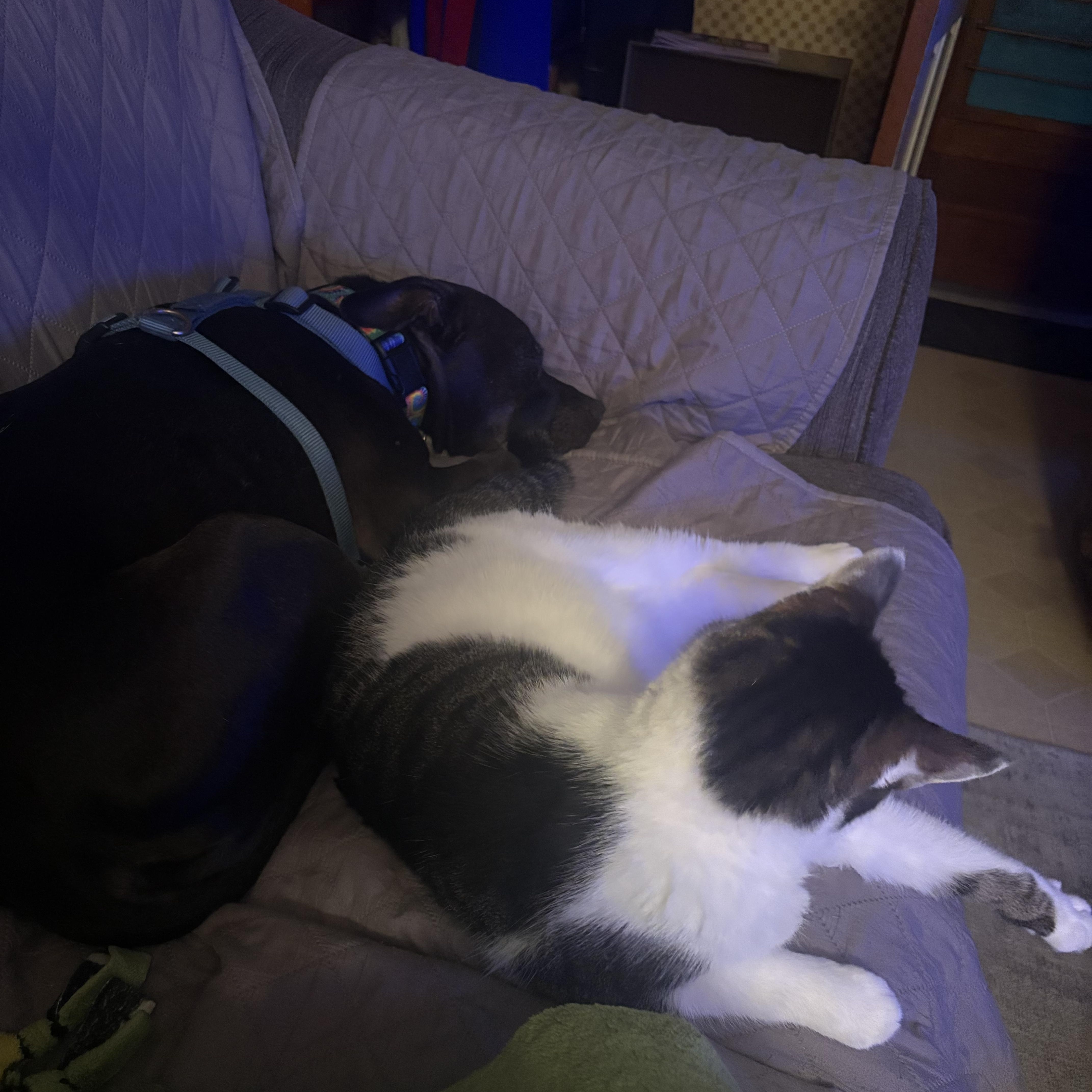 Enlarge Autumn, a Adoptable mixed breed in Seville, OH image 6/6