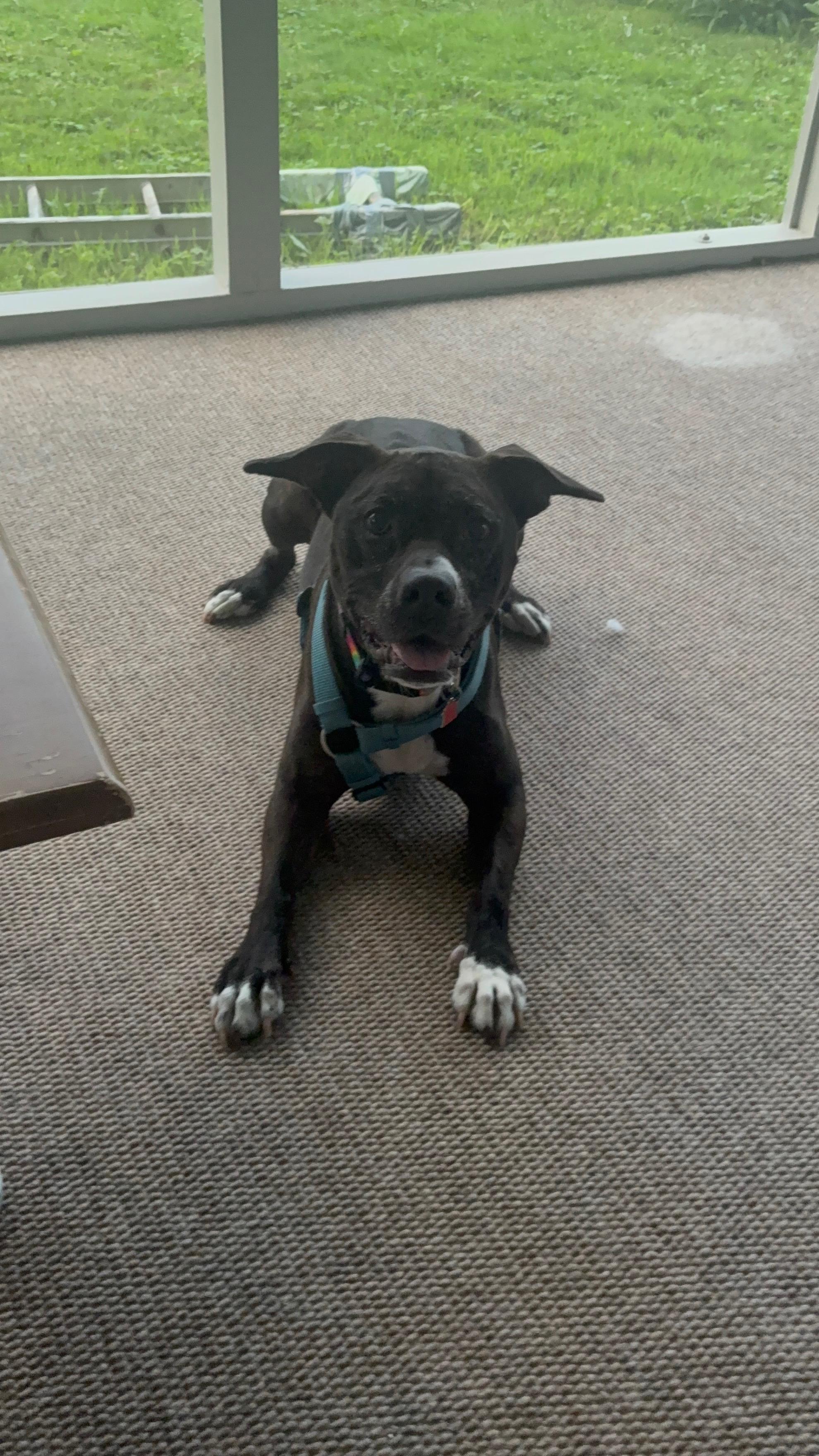 Enlarge Autumn, a Adoptable mixed breed in Seville, OH image 2/6