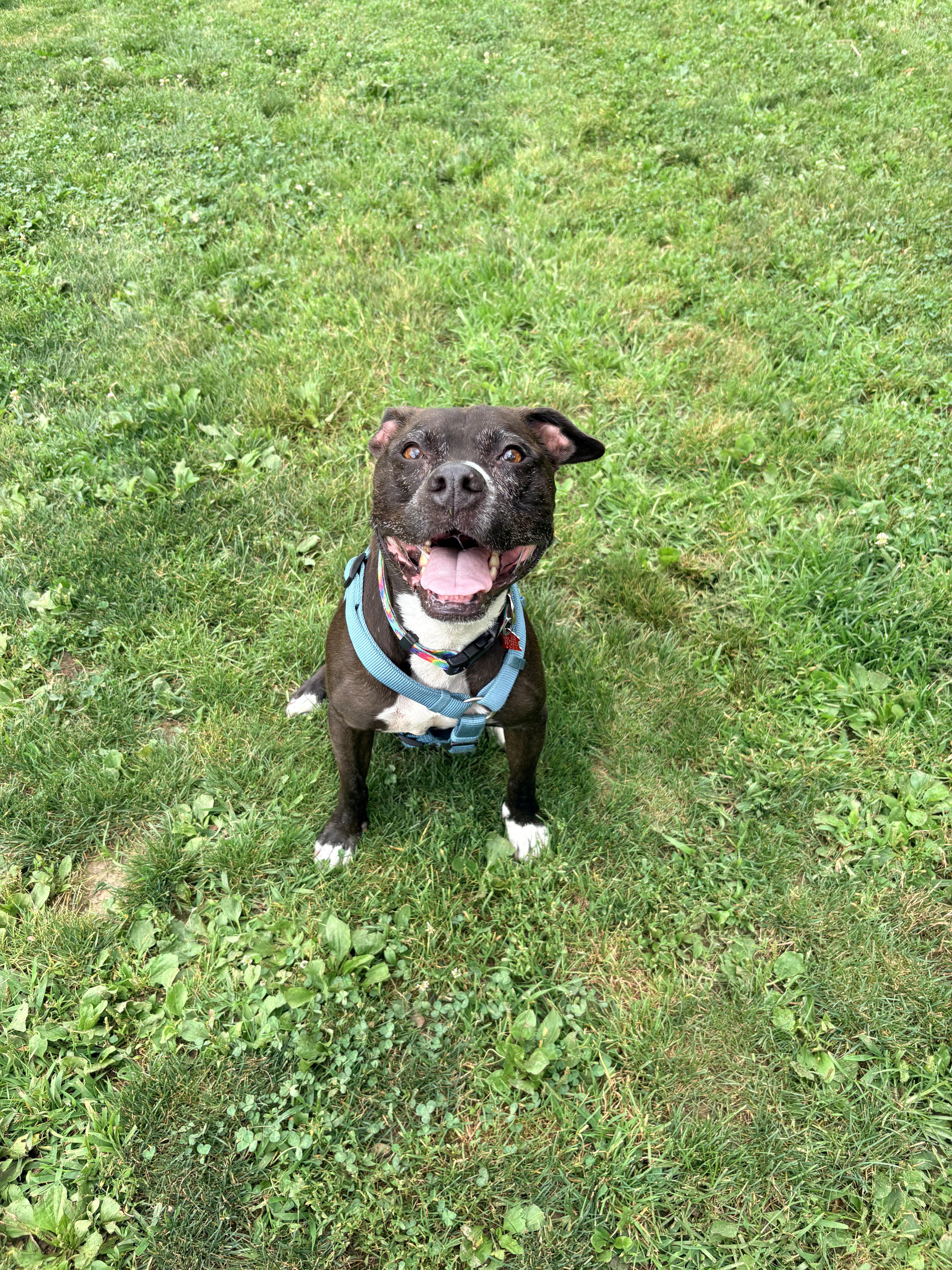 Enlarge Autumn, a Adoptable mixed breed in Seville, OH image 1/6