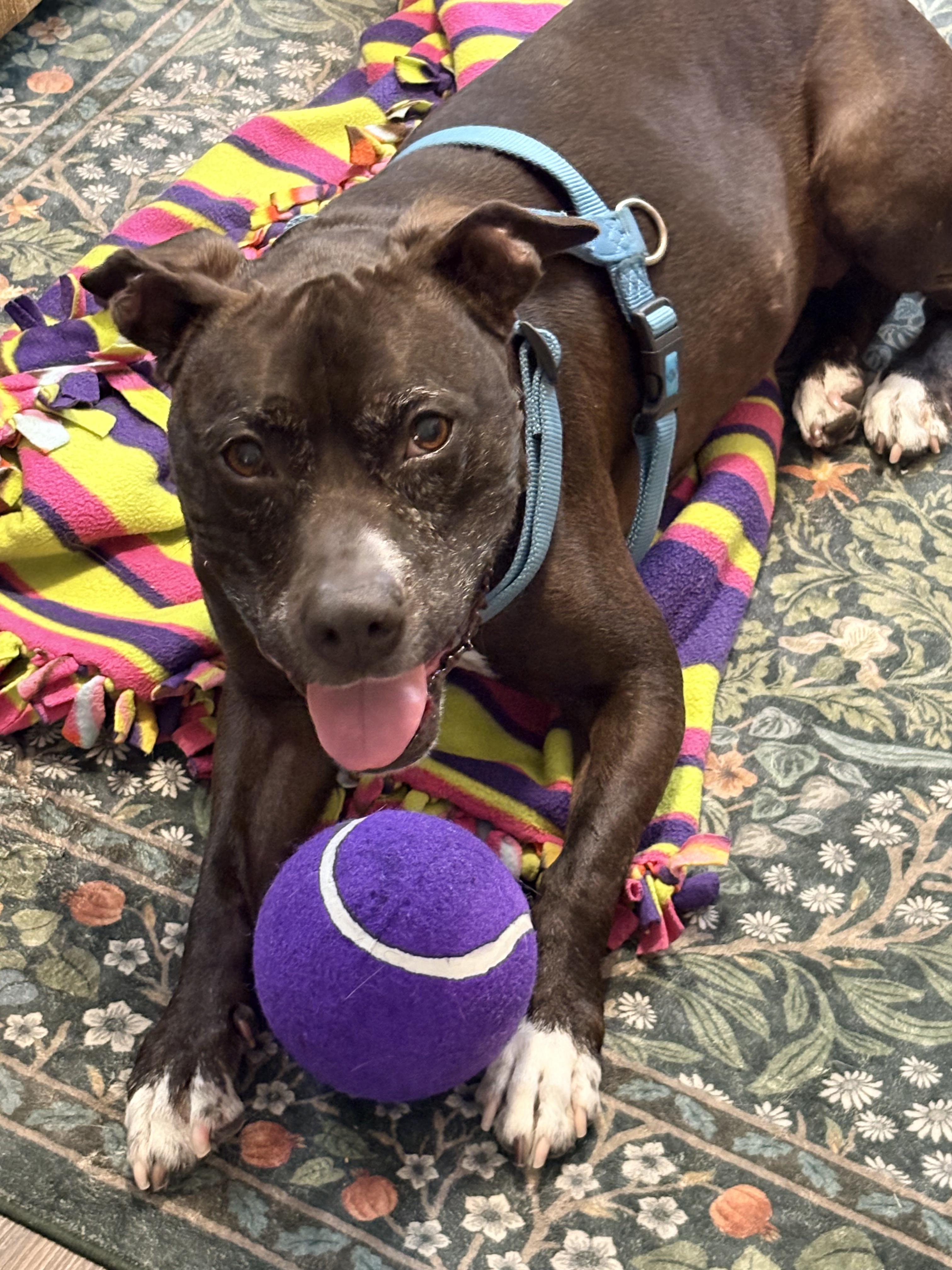 Enlarge Autumn, a Adoptable mixed breed in Seville, OH image 4/6