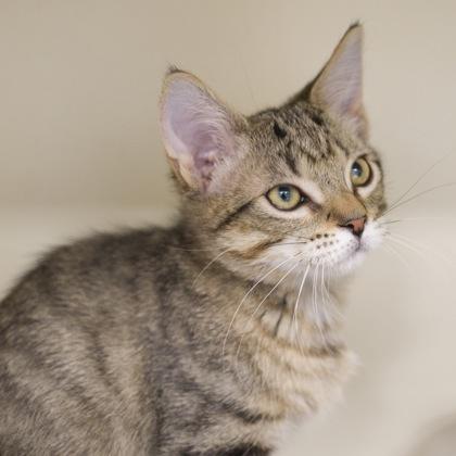 Sam, Adoptable, Kitten Female Domestic Short Hair & Domestic Short Hair.