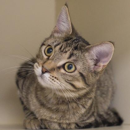 Enlarge Sam, a Adoptable mixed breed in Verona, WI image 3/3