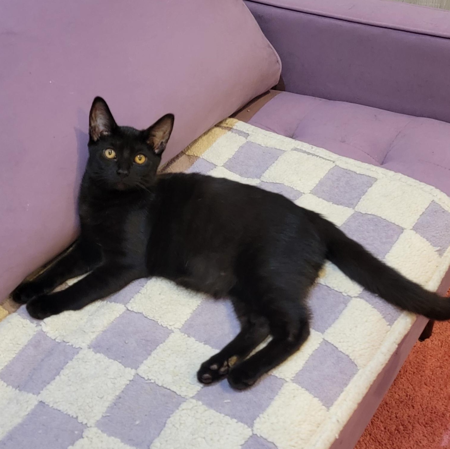 Presley is Purrfect!, a Adoptable Domestic Short Hair in Wyandotte, MI image 4/6