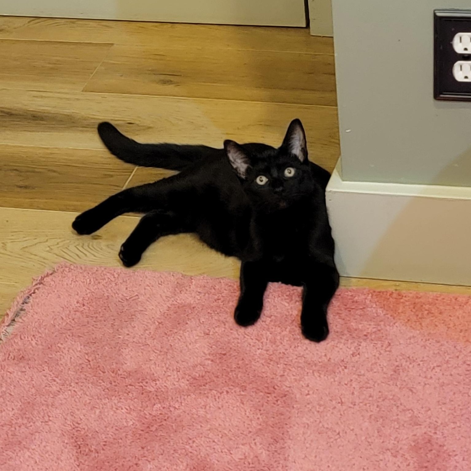 Presley is Purrfect!, a Adoptable Domestic Short Hair in Wyandotte, MI image 1/6