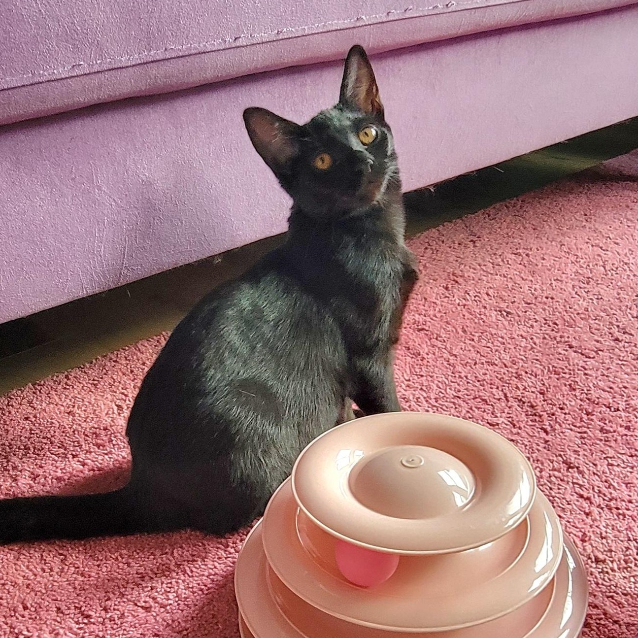 Presley is Purrfect!, a Adoptable Domestic Short Hair in Wyandotte, MI image 2/6