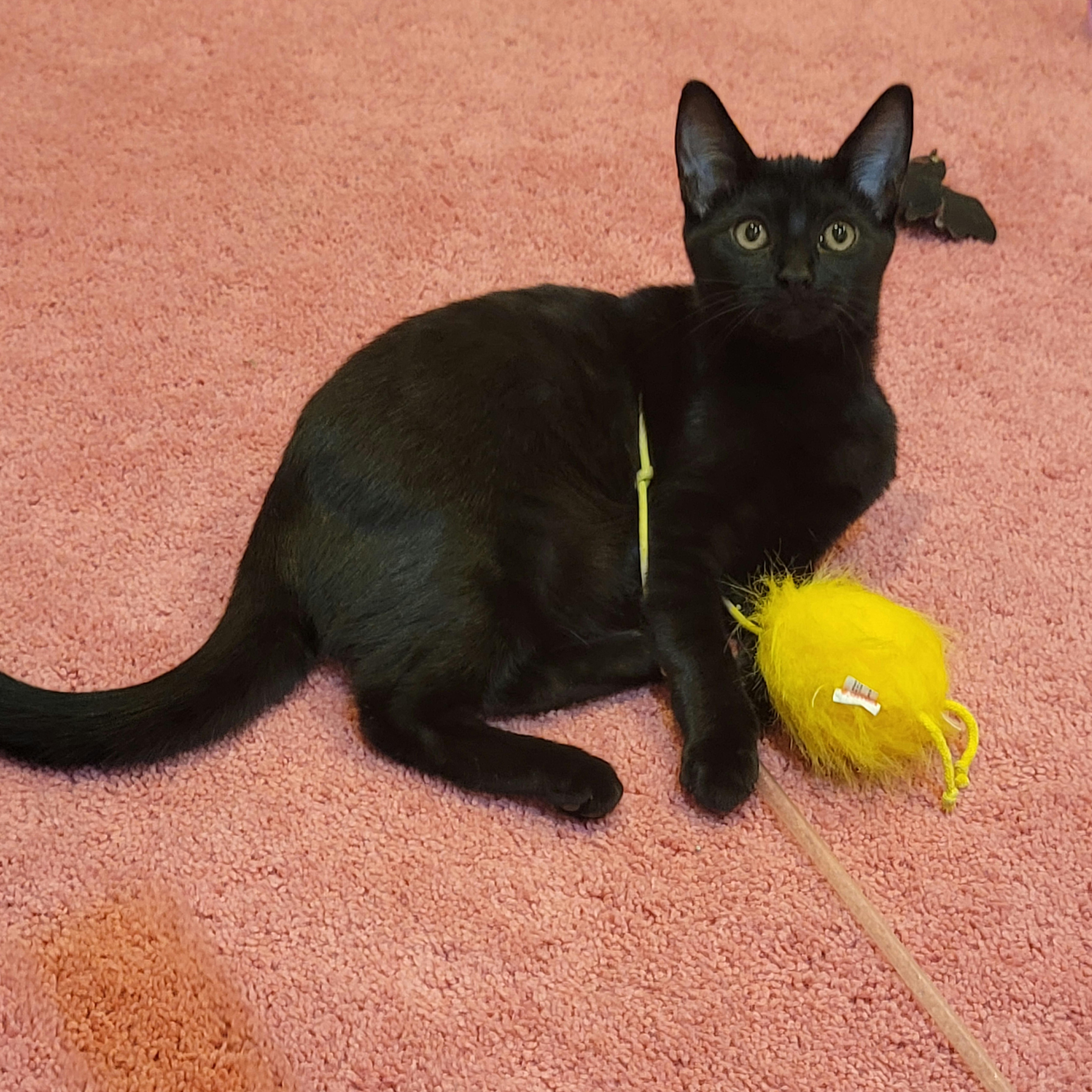 Presley is Purrfect!, a Adoptable Domestic Short Hair in Wyandotte, MI image 5/6