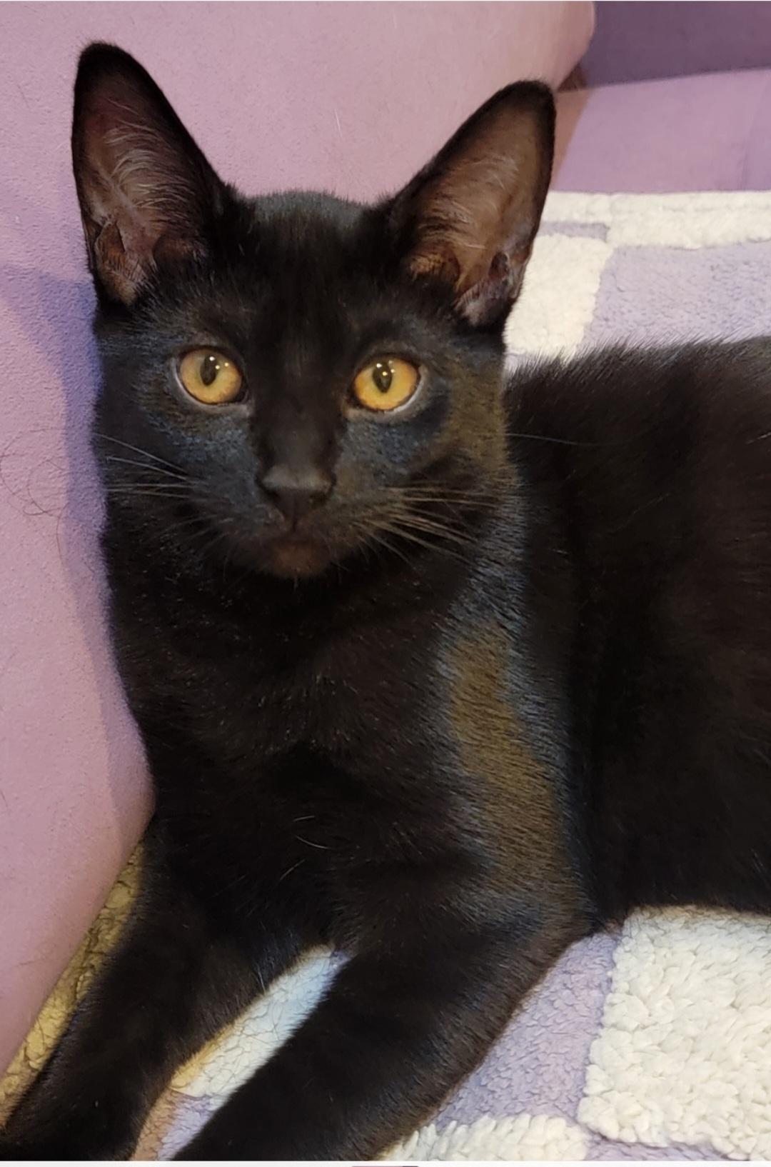 Presley is Purrfect!, Adoptable, Kitten Female Domestic Short Hair.