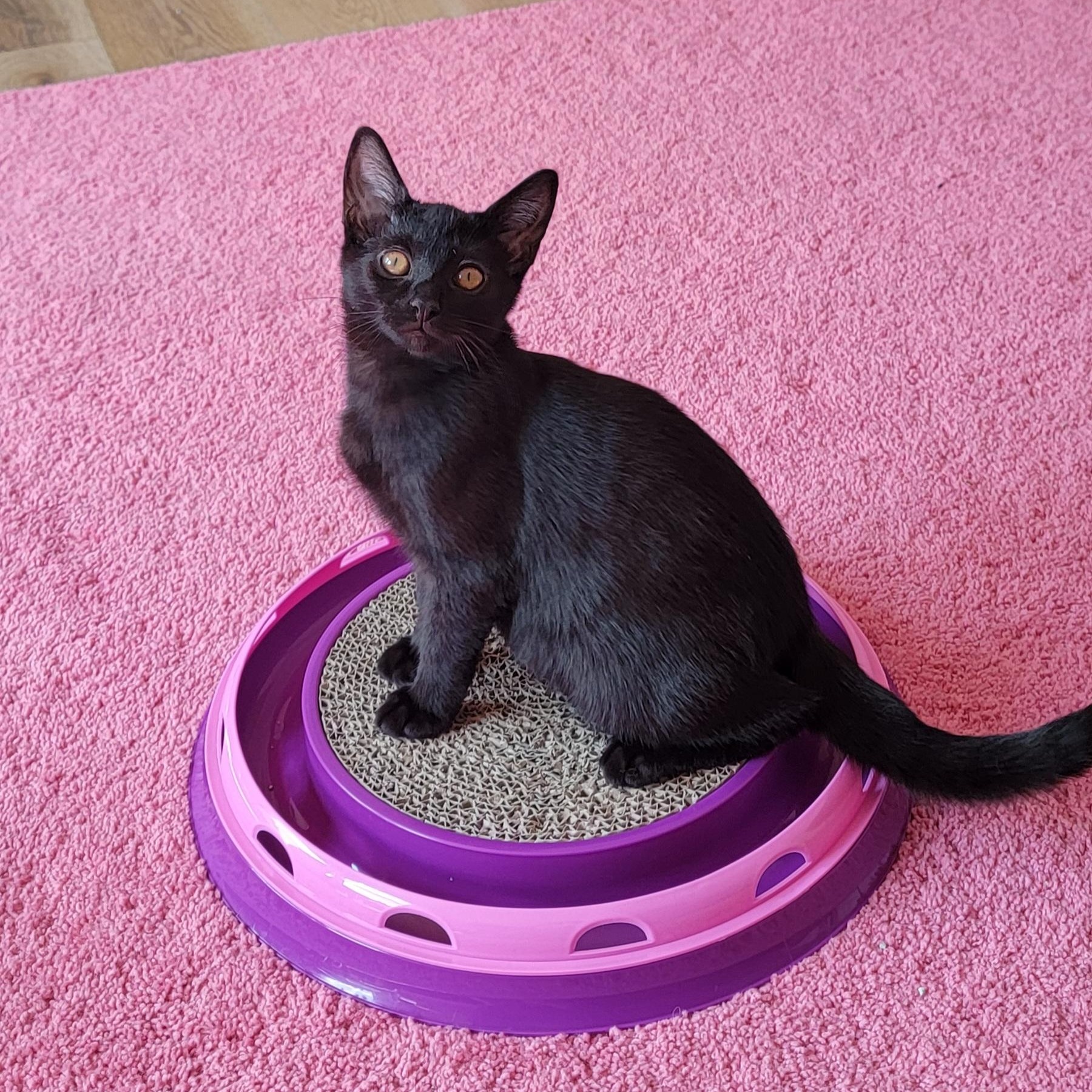 Presley is Purrfect!, a Adoptable Domestic Short Hair in Wyandotte, MI image 6/6