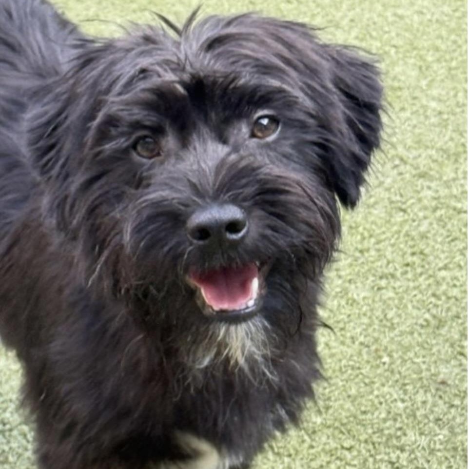 Enlarge SIMON, a Adoptable mixed breed in bangor, ME image 2/6