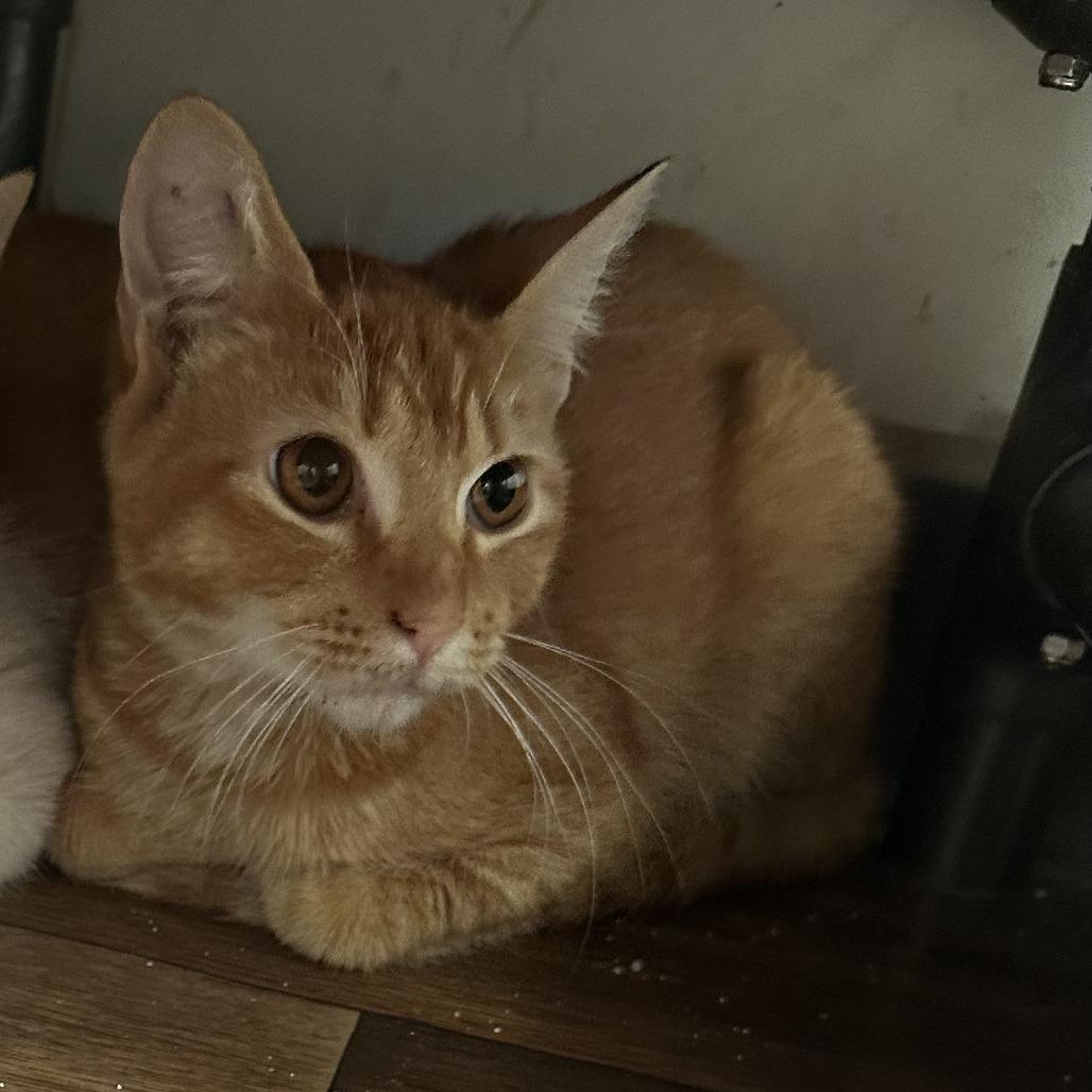 Kabocha, Adoptable, Young Female Domestic Short Hair.