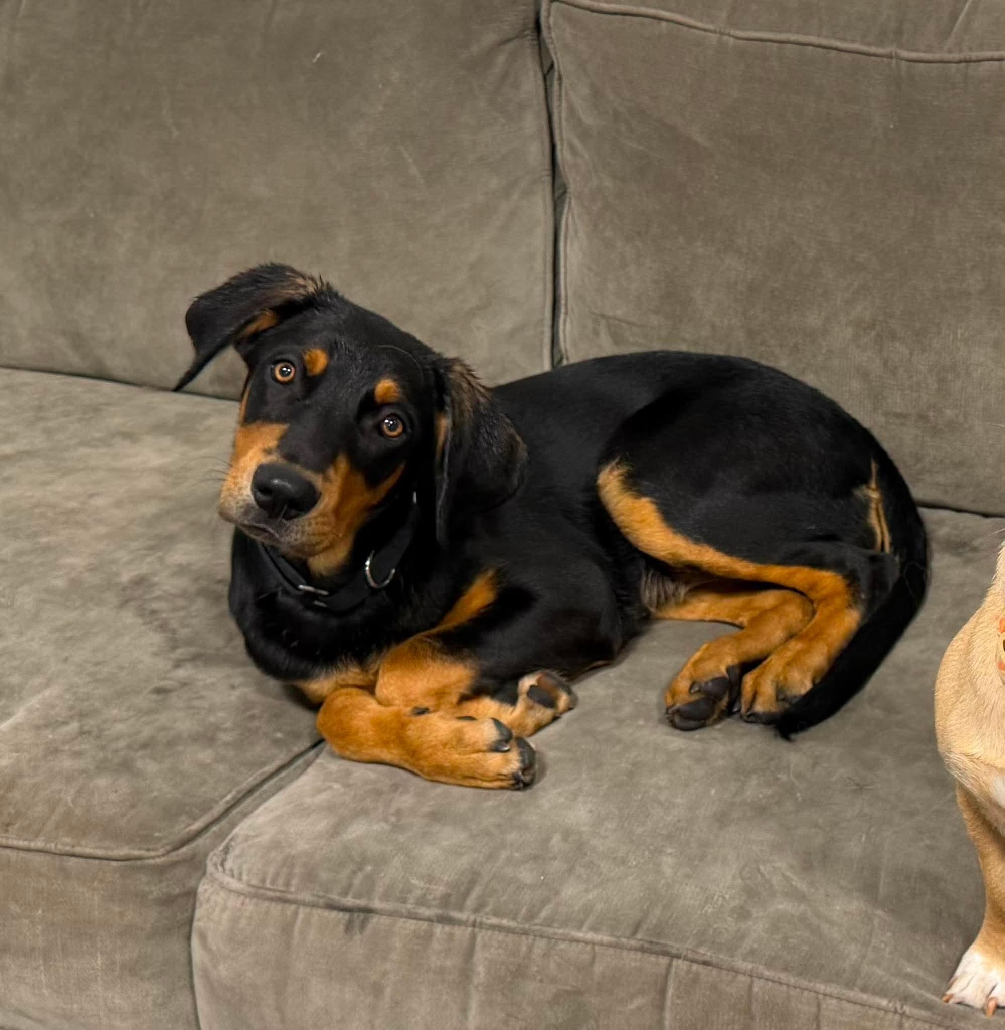 Jersey, a ADOPTABLE mixed breed in Kutztown, PA image 5/6