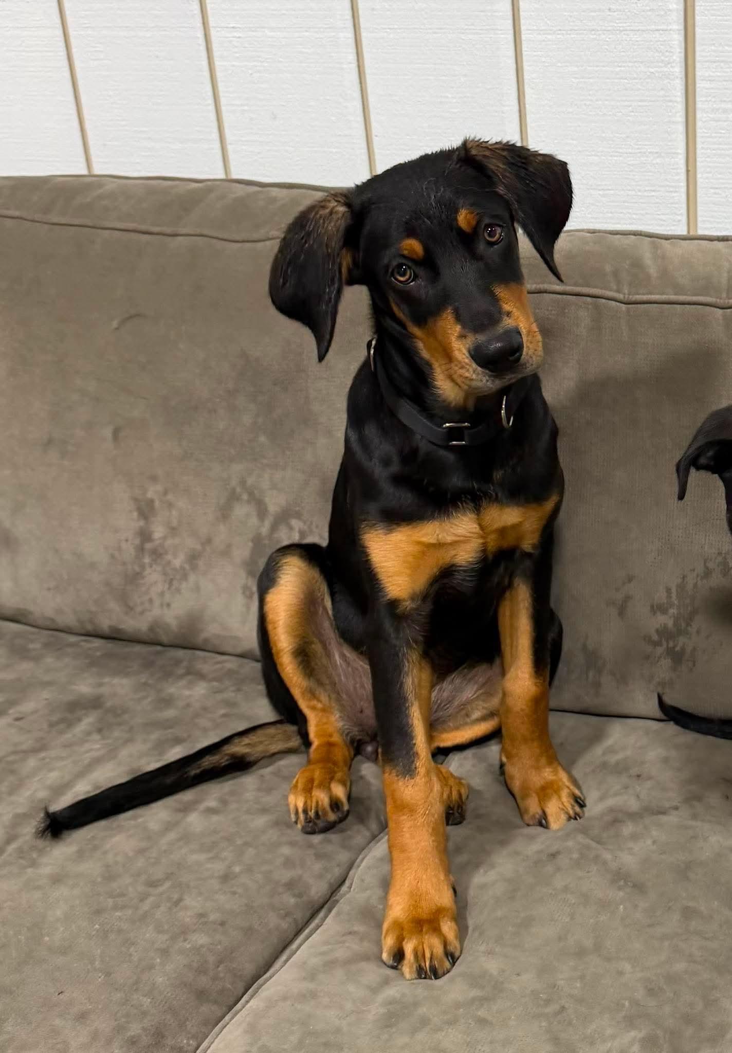 Jersey, a ADOPTABLE mixed breed in Kutztown, PA image 2/6