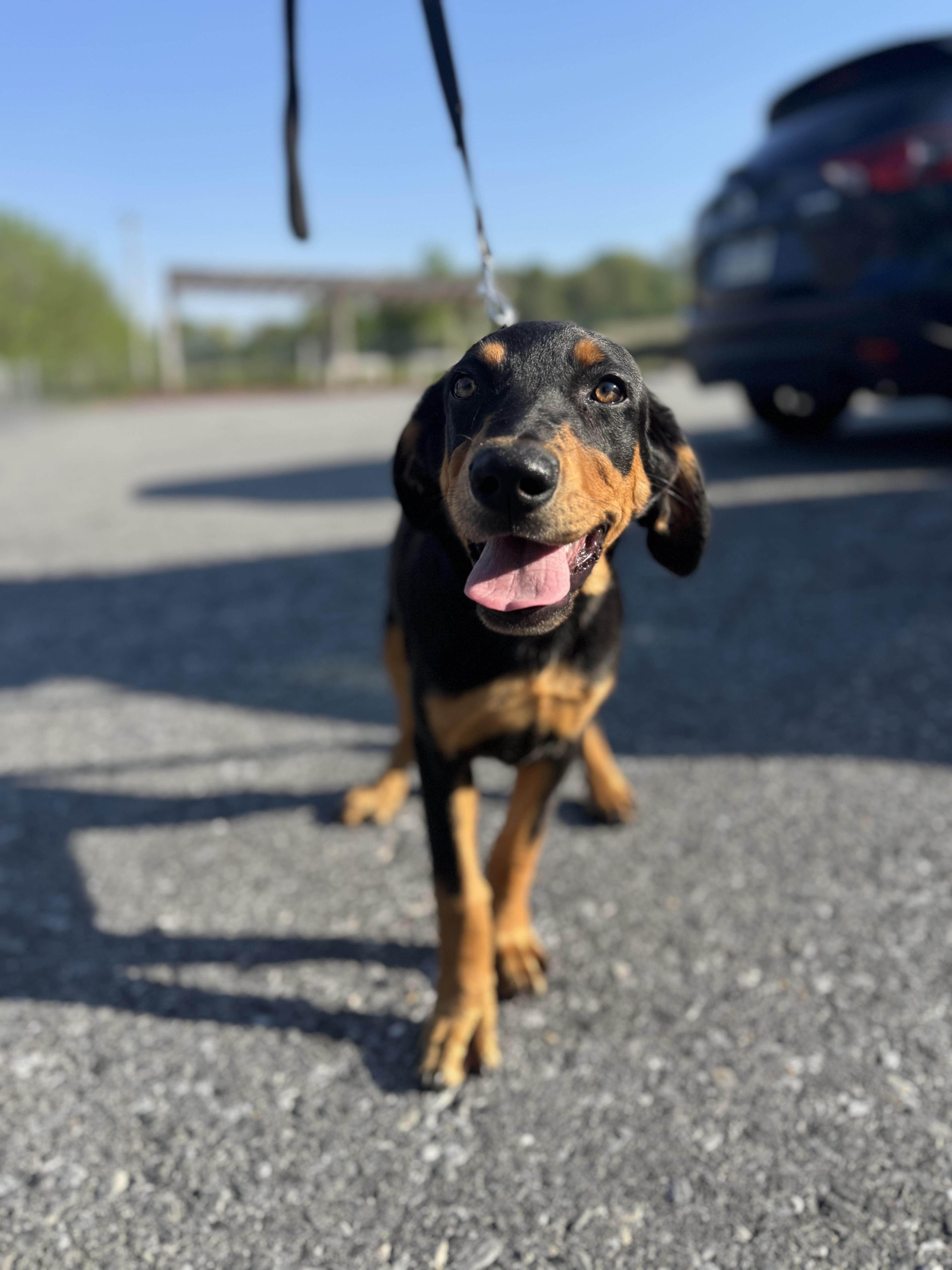 Jersey, a ADOPTABLE mixed breed in Kutztown, PA image 1/6
