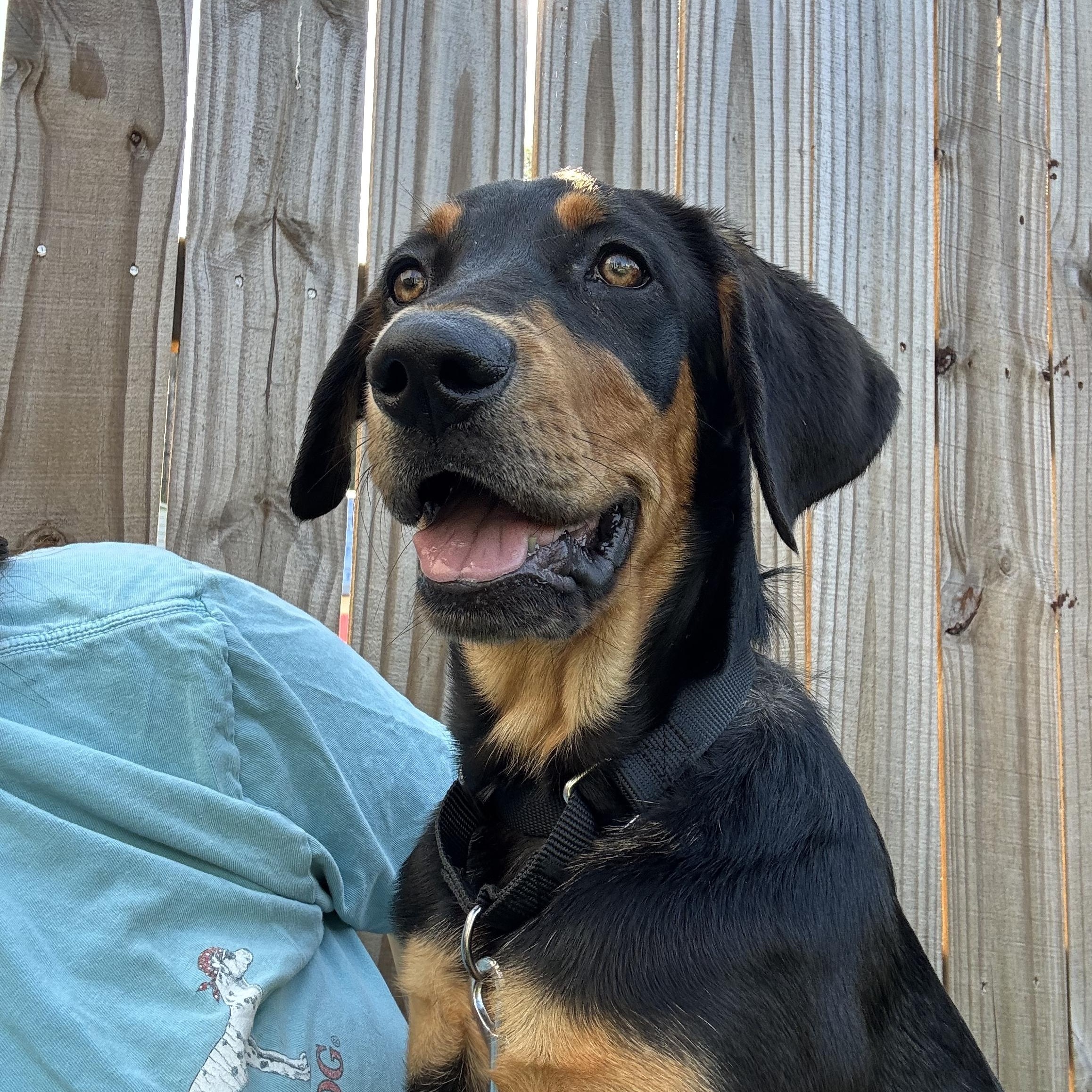 Jersey, a ADOPTABLE mixed breed in Kutztown, PA image 6/6