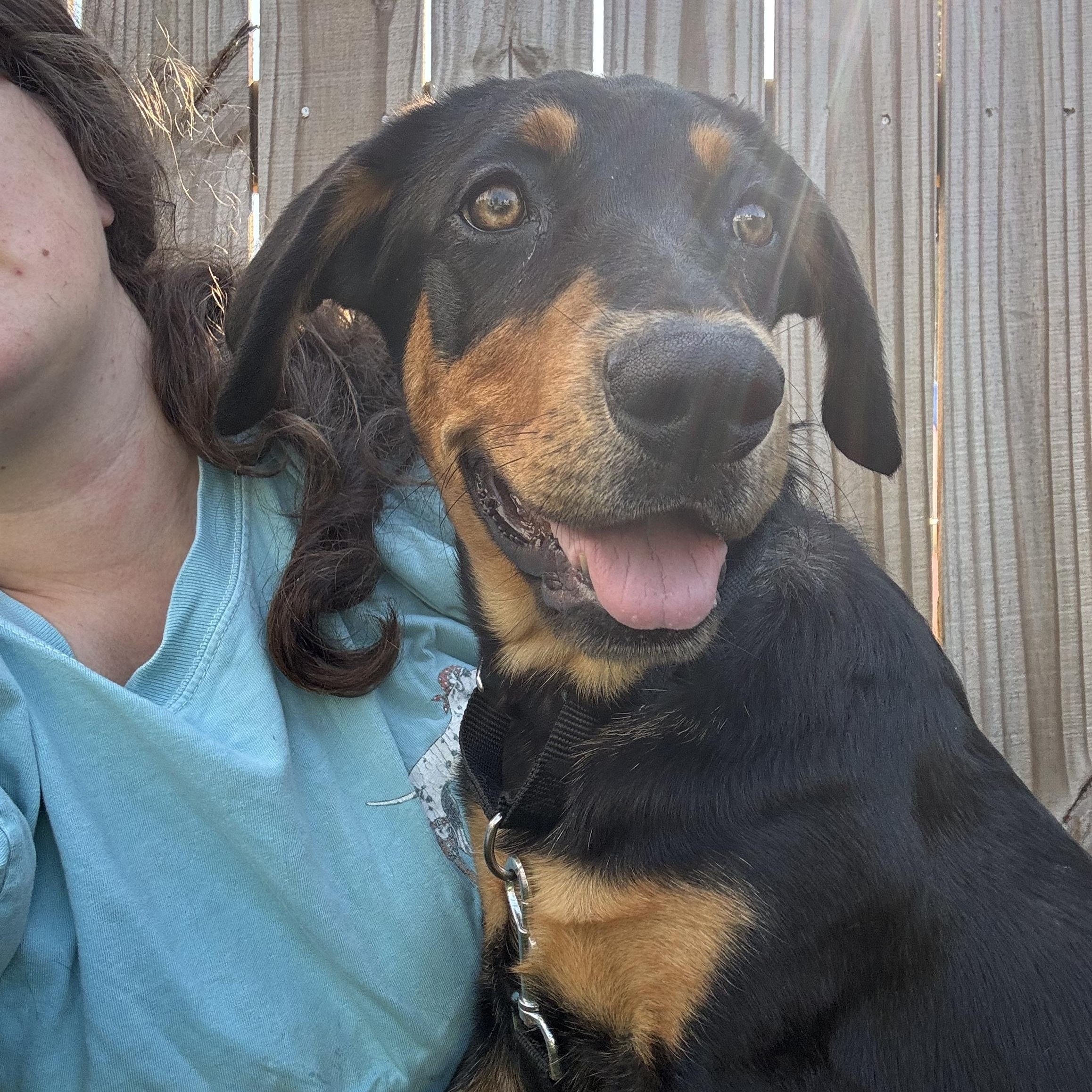 Jersey, a ADOPTABLE mixed breed in Kutztown, PA image 3/6