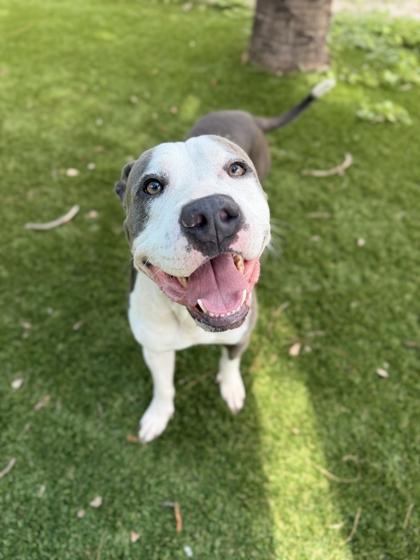 Pokemon - 2, Adoptable, Adult Male Pit Bull Terrier & Mixed Breed.