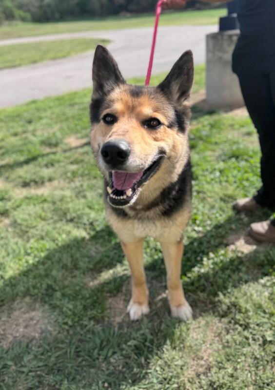 Sheba, Adoptable, Adult Female German Shepherd Dog & Husky.