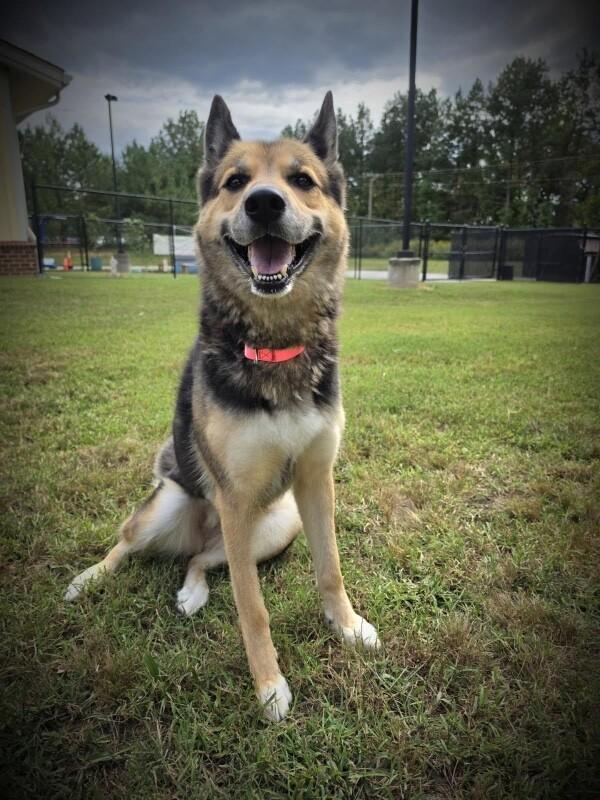 Enlarge Sheba, a Adoptable mixed breed in Disputanta, VA image 2/6