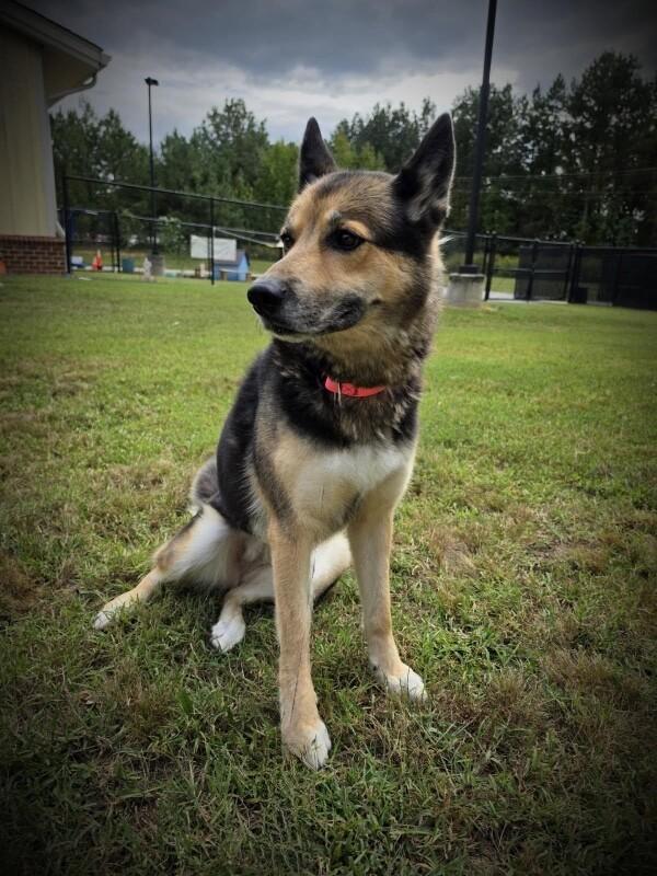 Enlarge Sheba, a Adoptable mixed breed in Disputanta, VA image 3/6