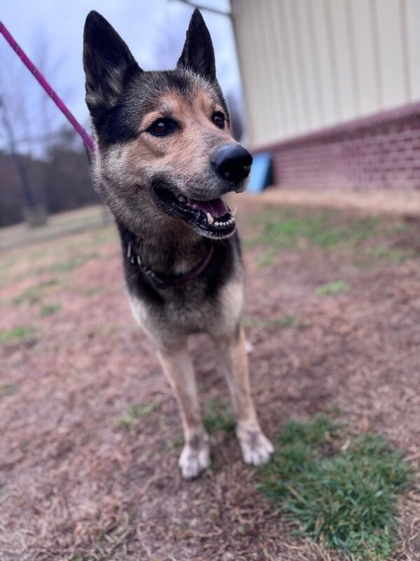 Sheba, a Adoptable mixed breed in Disputanta, VA image 2/4